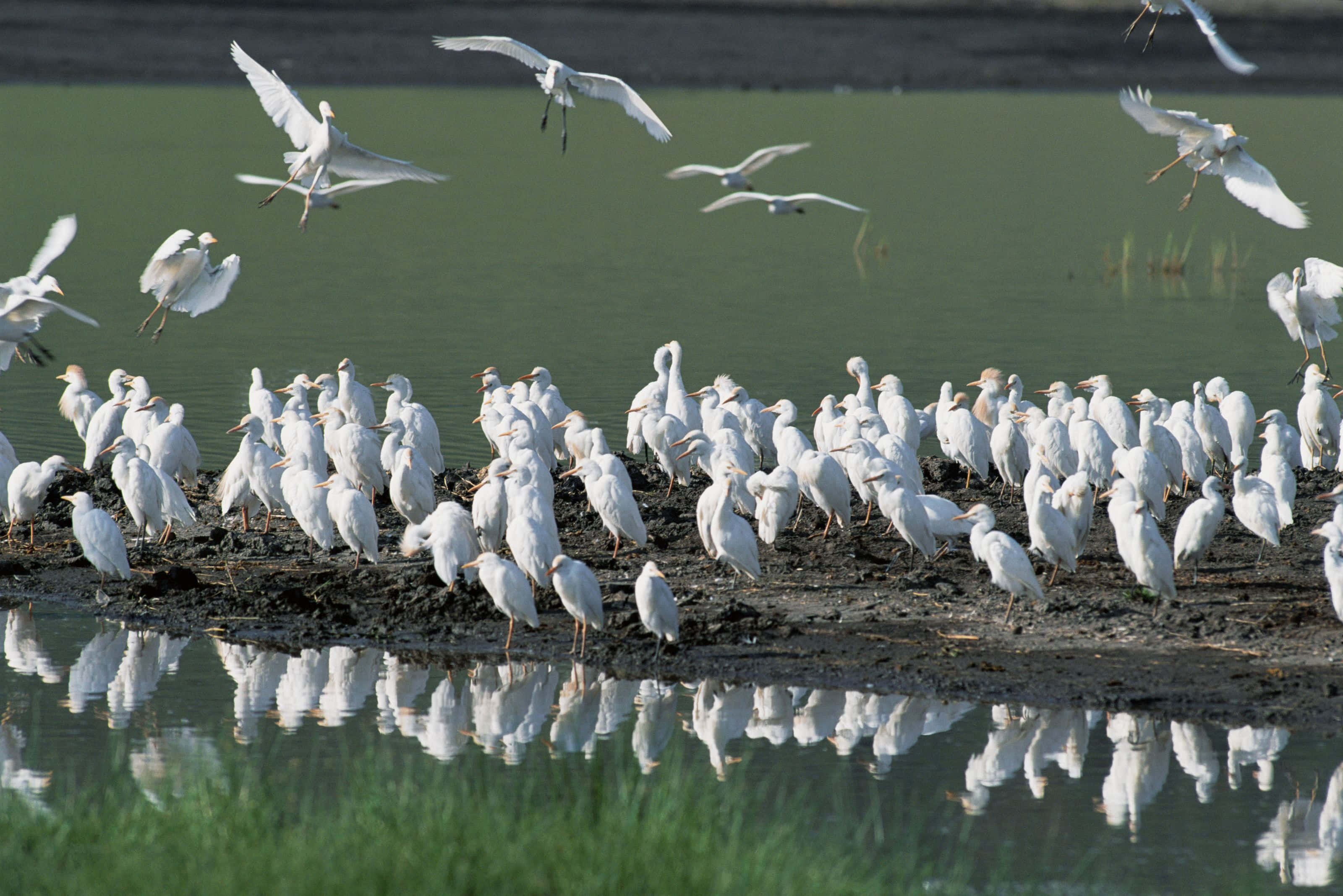 Egret, waterfront, muddy shore, 2K Desktop Wallpaper