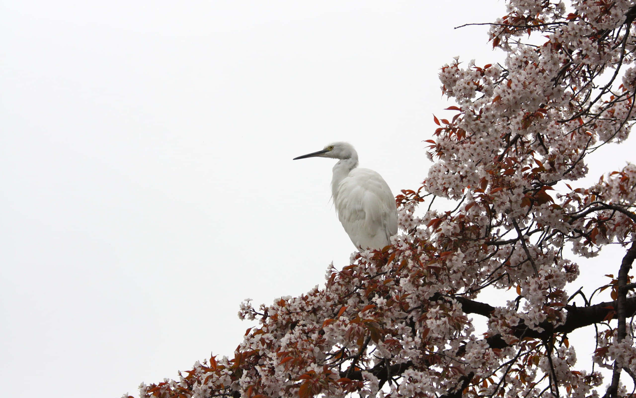 egret, cherry blossom branch, pink and white flowers, 2K Desktop Wallpaper