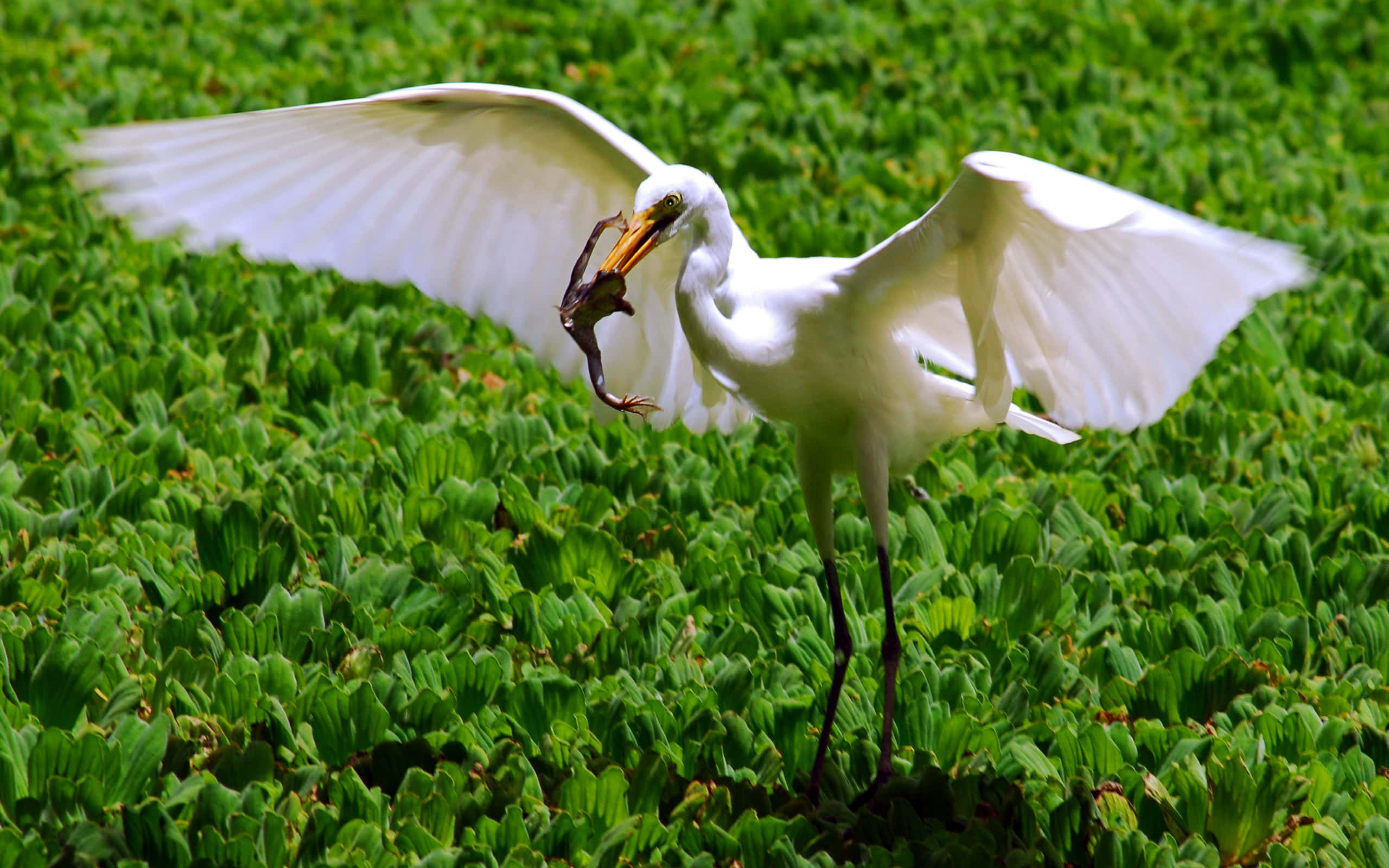 egret, frog, wings spread, 2K Desktop Wallpaper