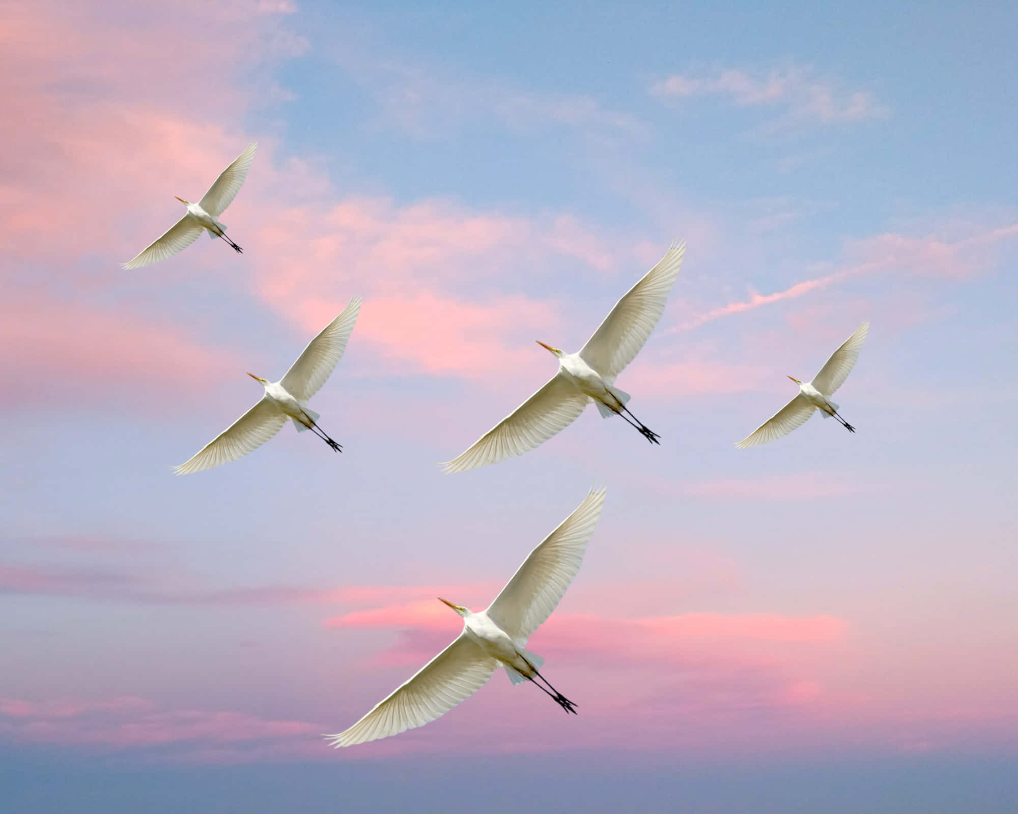 egrets, flight, dusk, Full HD Desktop Wallpaper