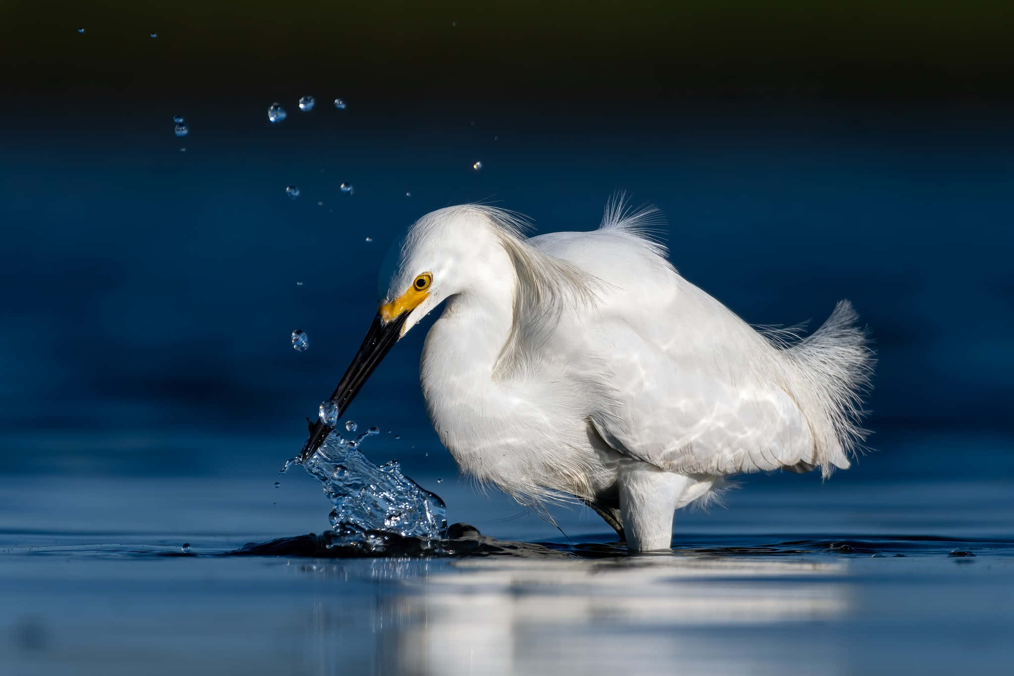 snowy egret, water splash, droplets frozen in midair, Full HD Desktop Wallpaper