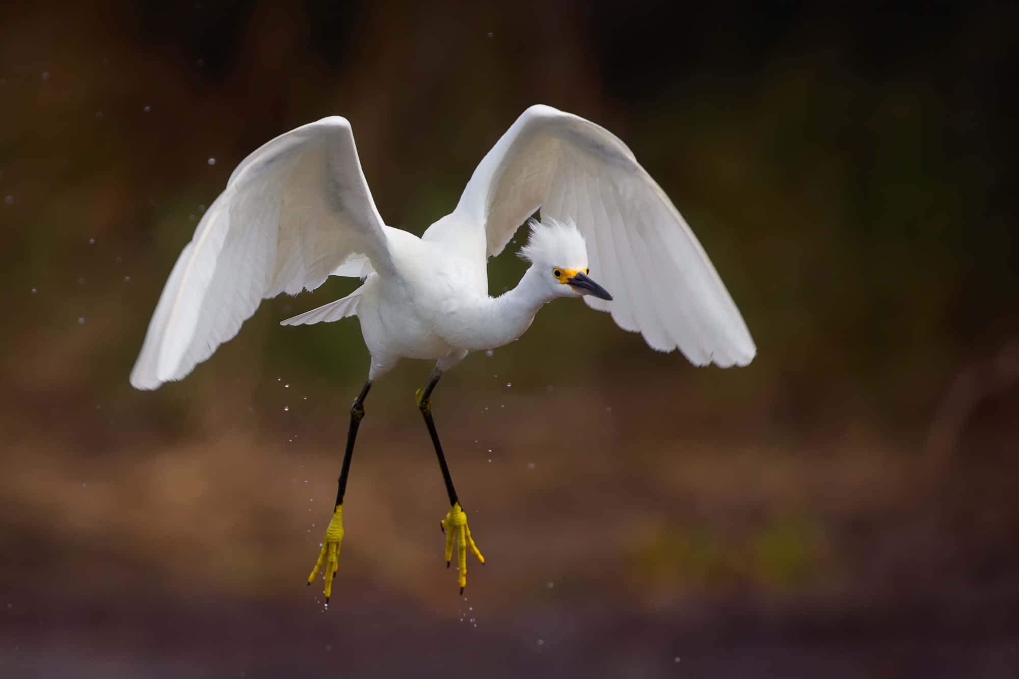 egret, water droplets, white egret, Full HD Desktop Wallpaper