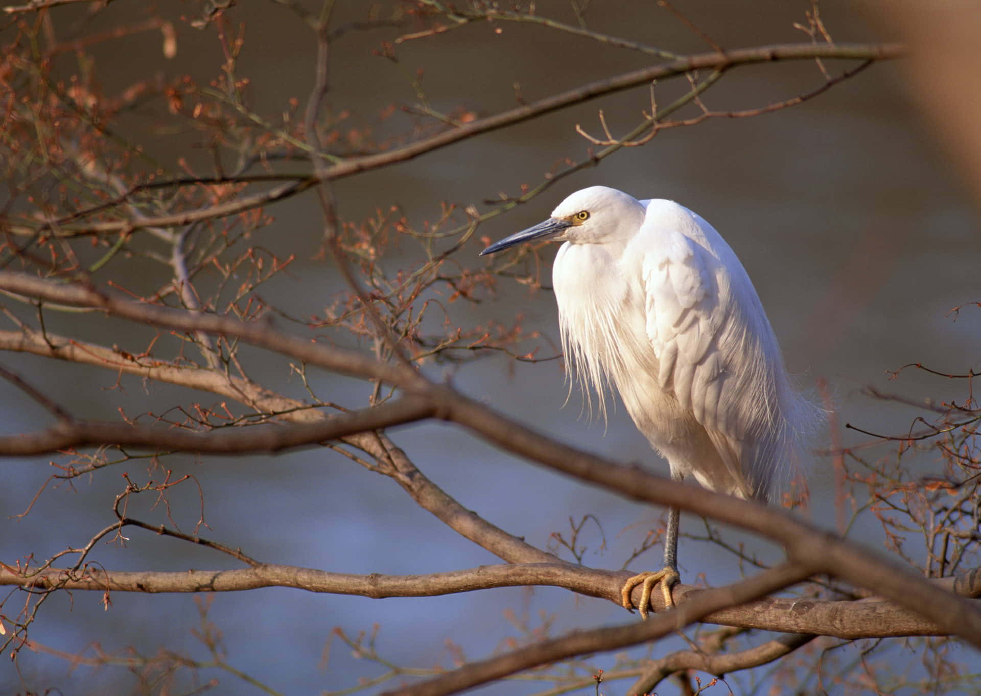 egret, autumn branches, bare branches, Full HD Desktop Wallpaper