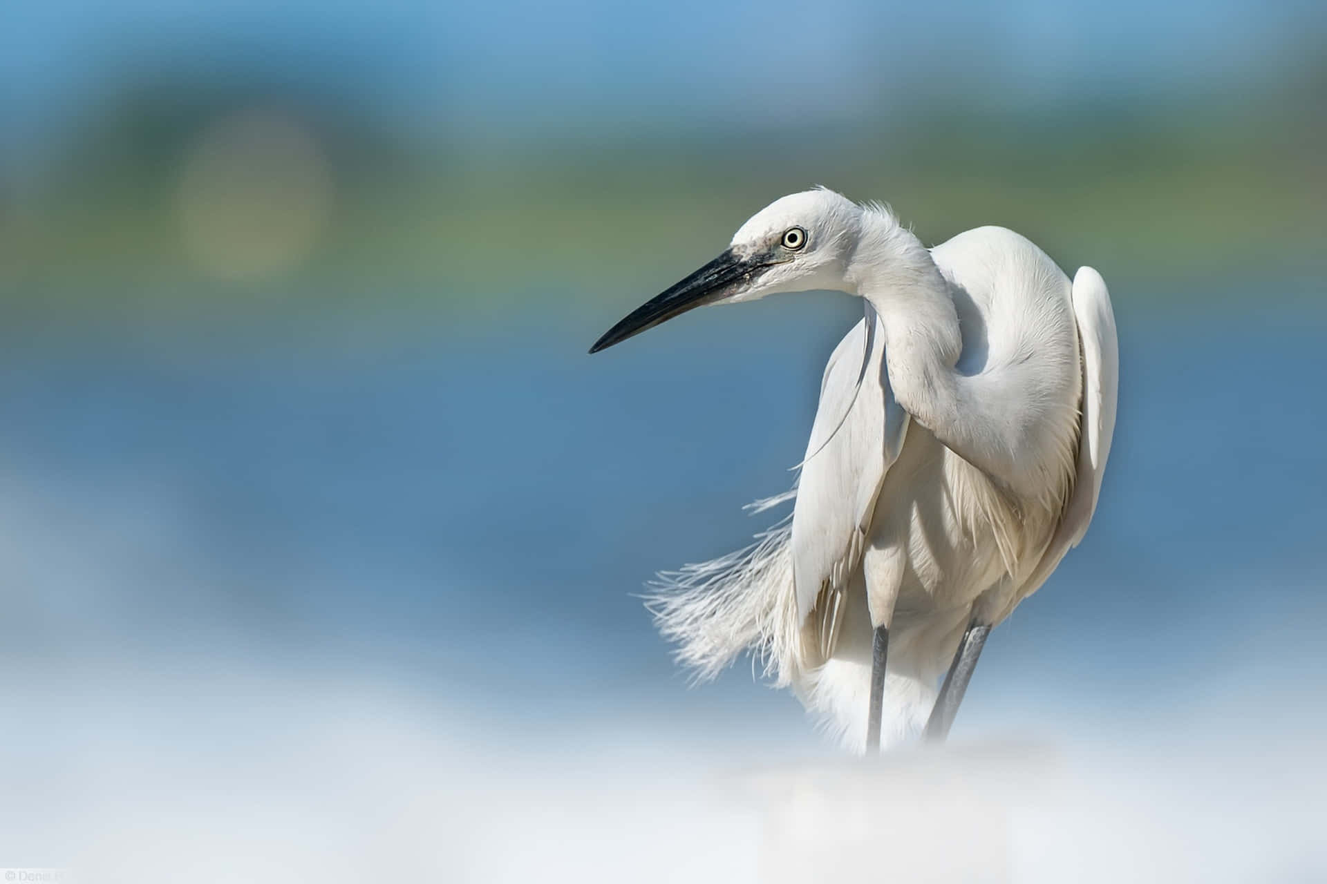 white egret, shallow water, blurred blue and green background, Full HD Desktop Wallpaper