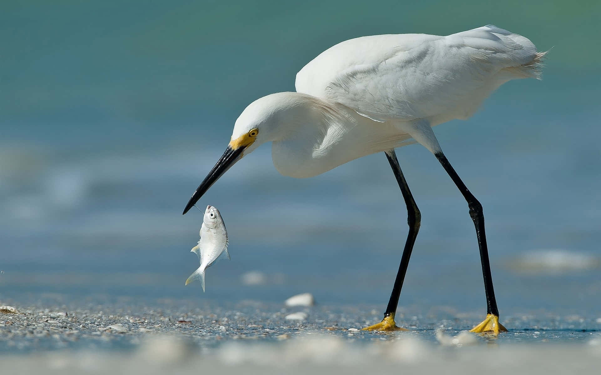 snowy egret, shallow water, small silver fish, Full HD Desktop Wallpaper