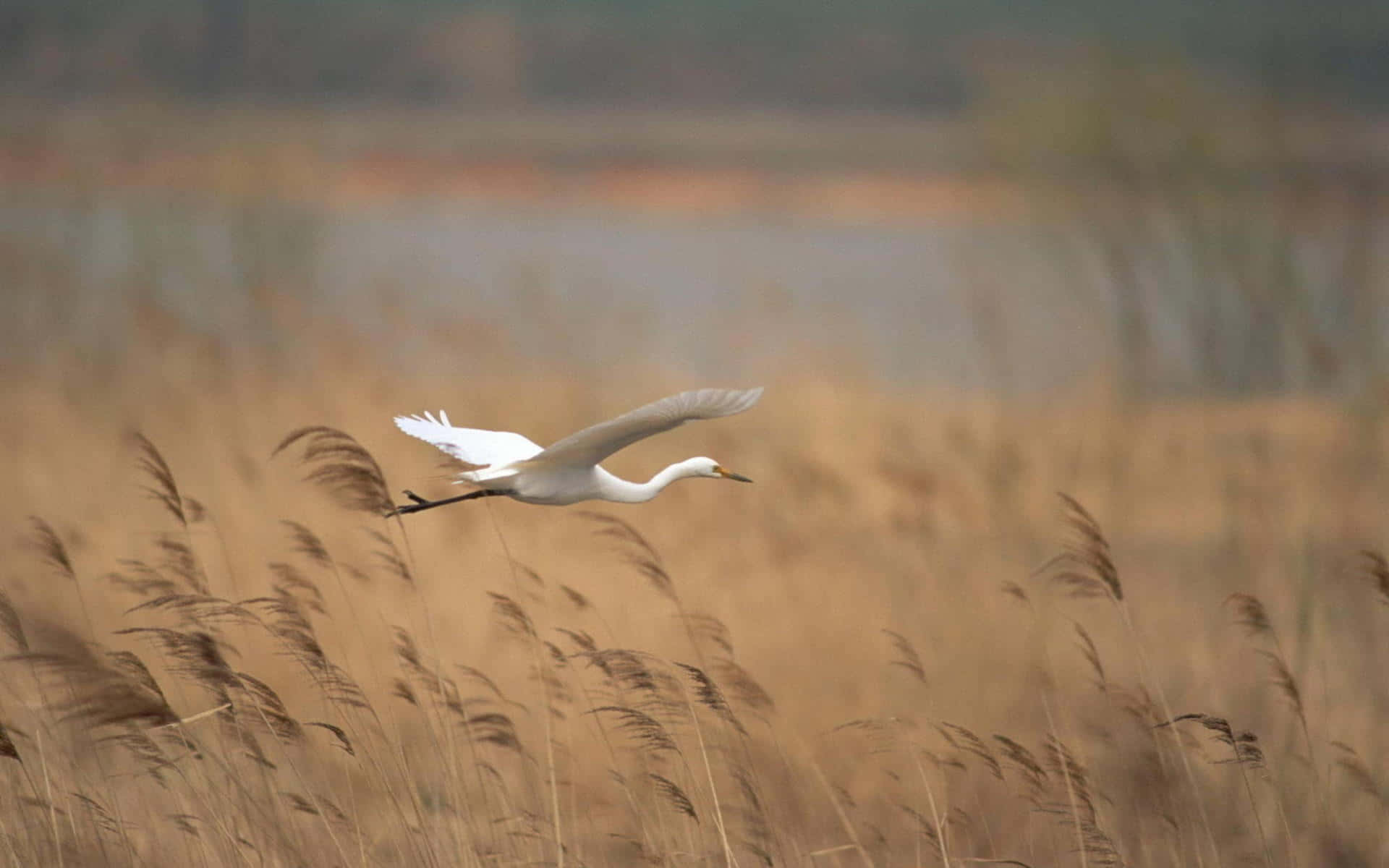 egret, golden reeds, serene wetland, Full HD Desktop Wallpaper
