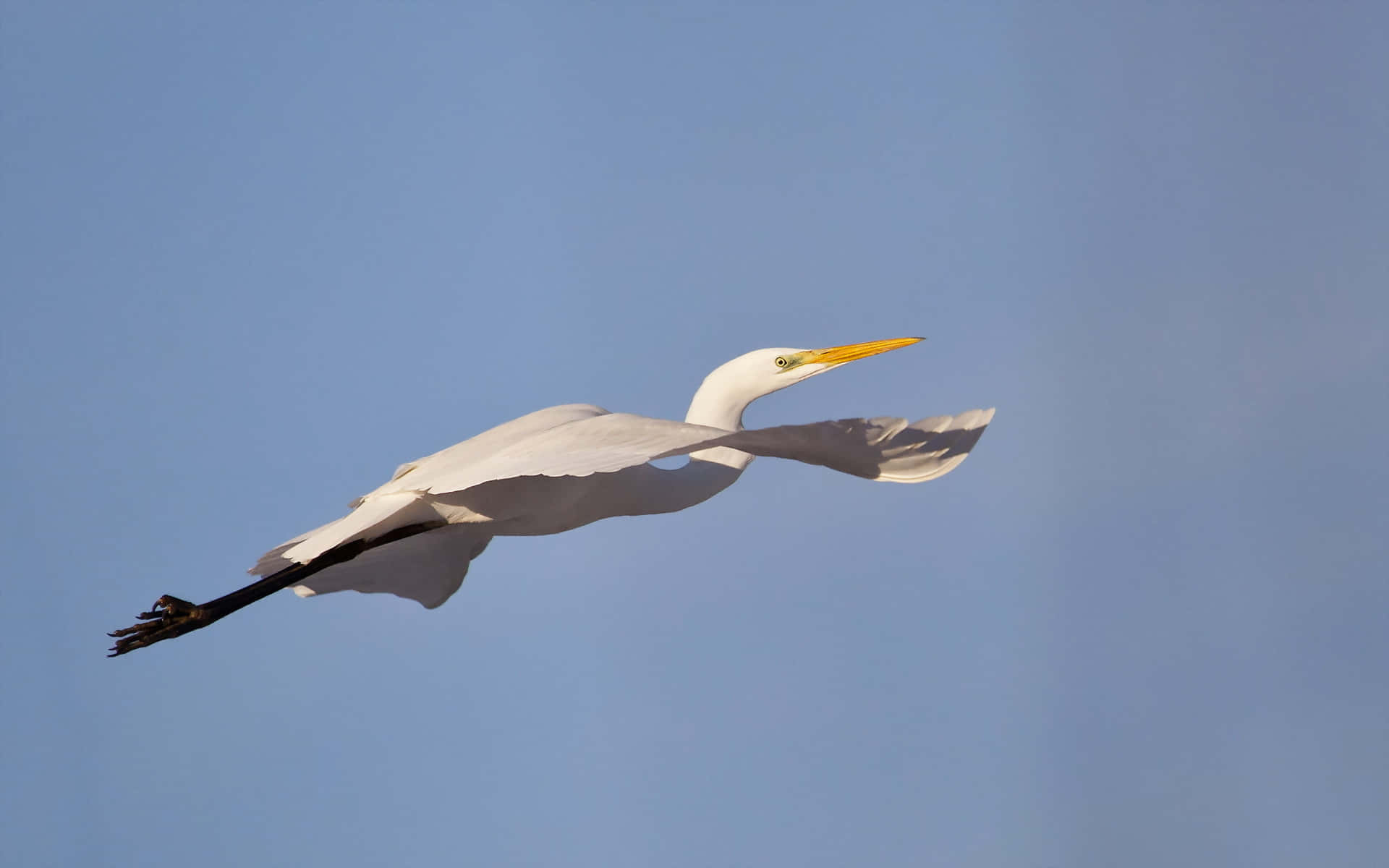 egret, blue sky, white egret, Full HD Desktop Wallpaper