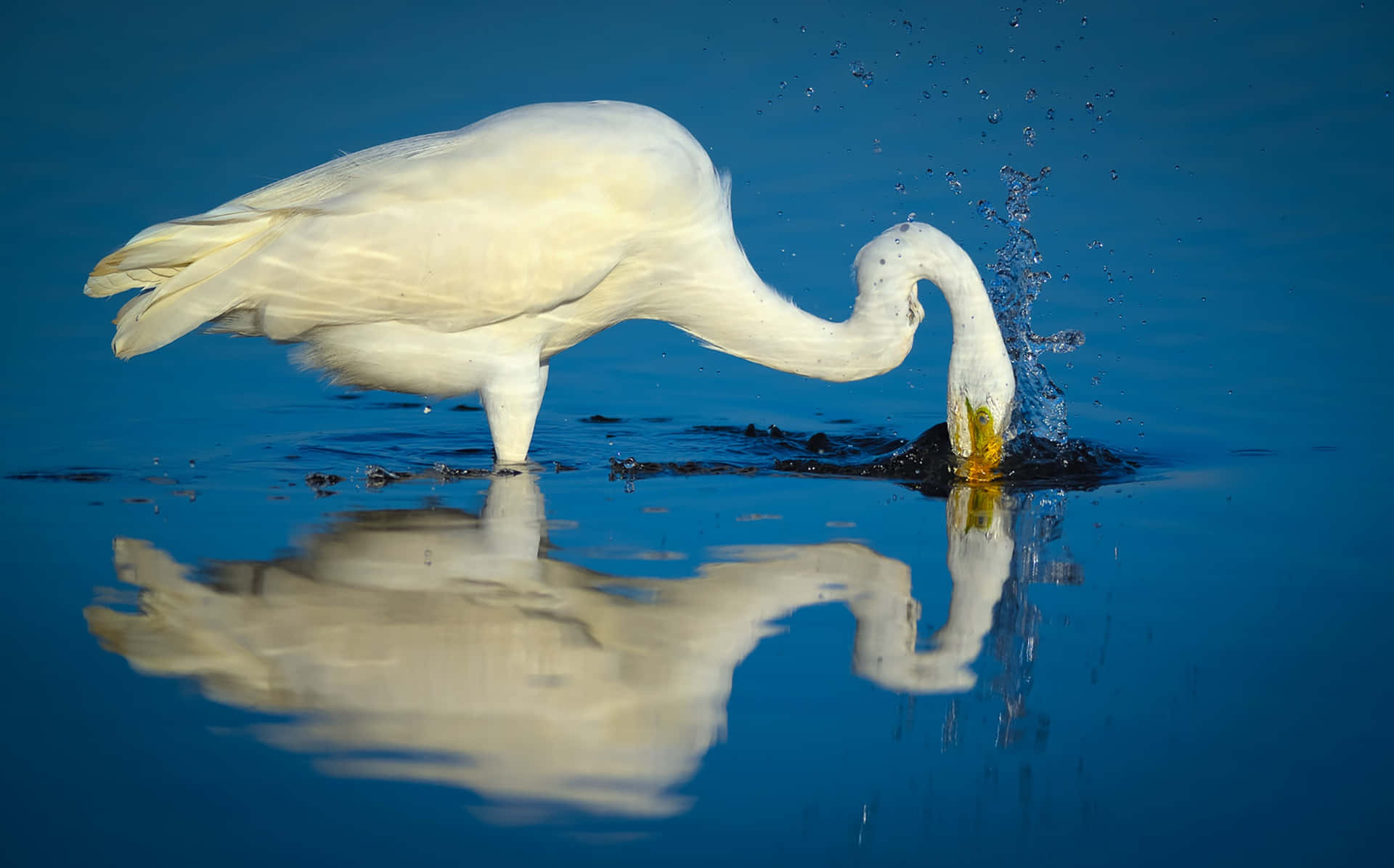 egret, deep blue water, reflection, Full HD Desktop Wallpaper