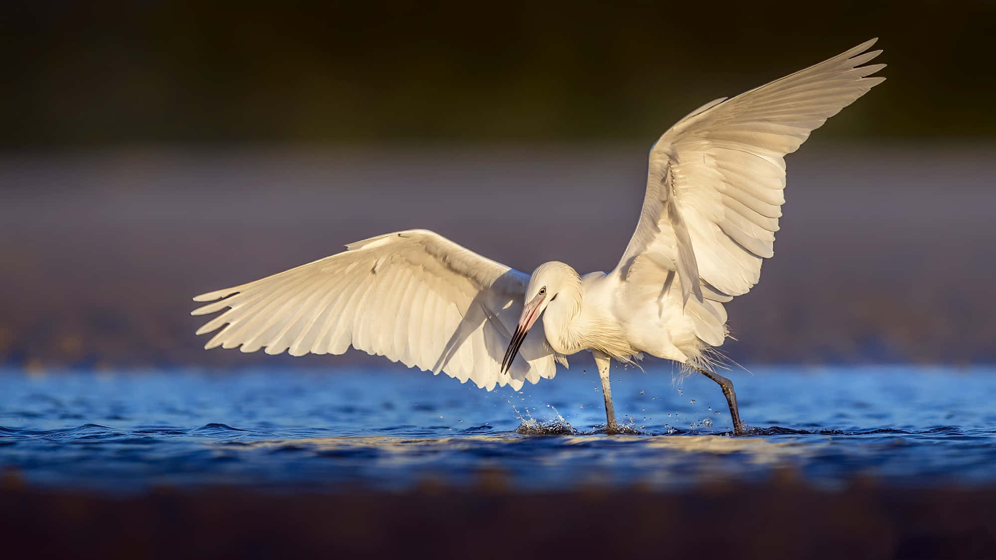 egret, white egret, shallow water, Full HD Desktop Wallpaper