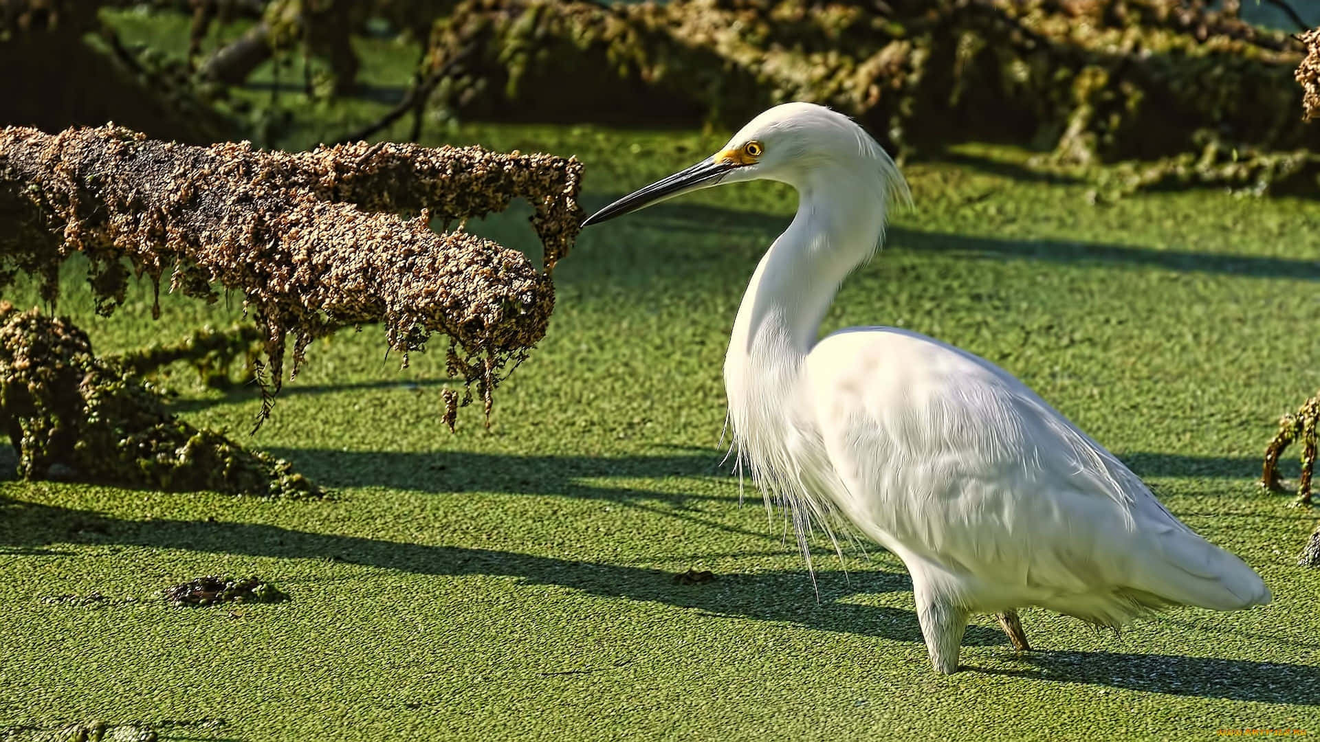 egret, waterlogged branches, vibrant green algae, Full HD Desktop Wallpaper