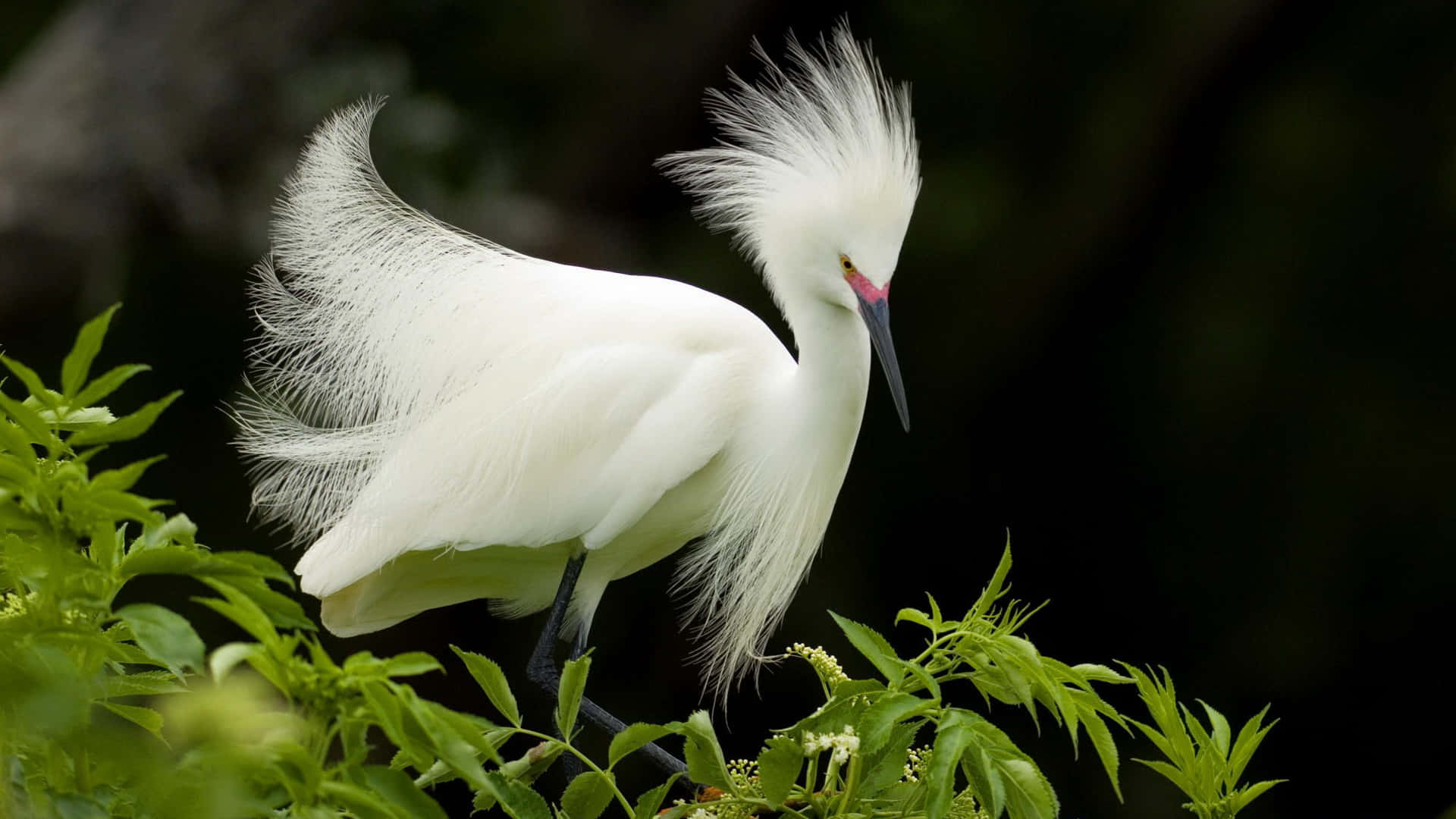 snowy egret, feathery plumes, vibrant green foliage, Full HD Desktop Wallpaper