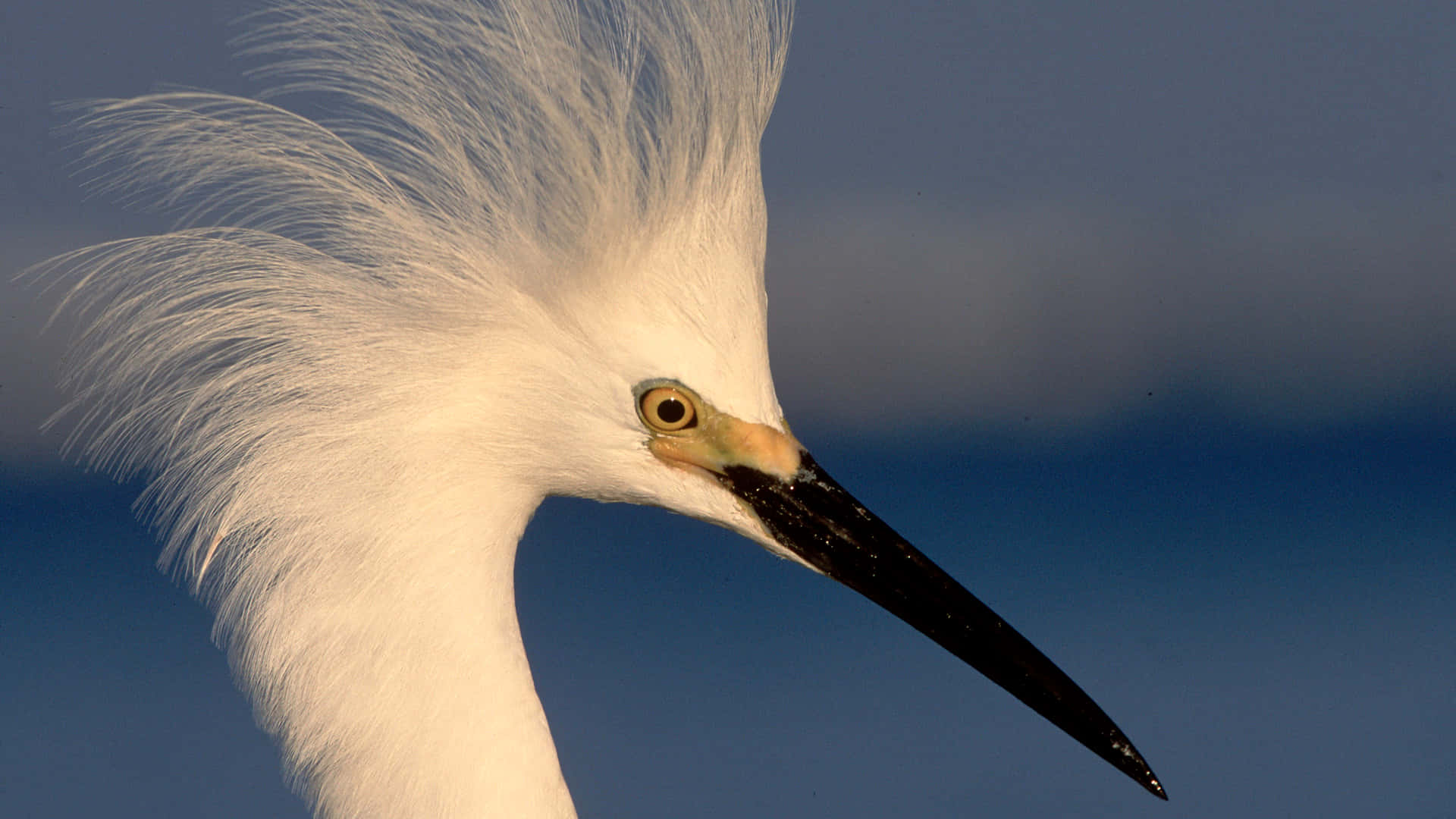 snowy egret, white crest, black beak, Full HD Desktop Wallpaper