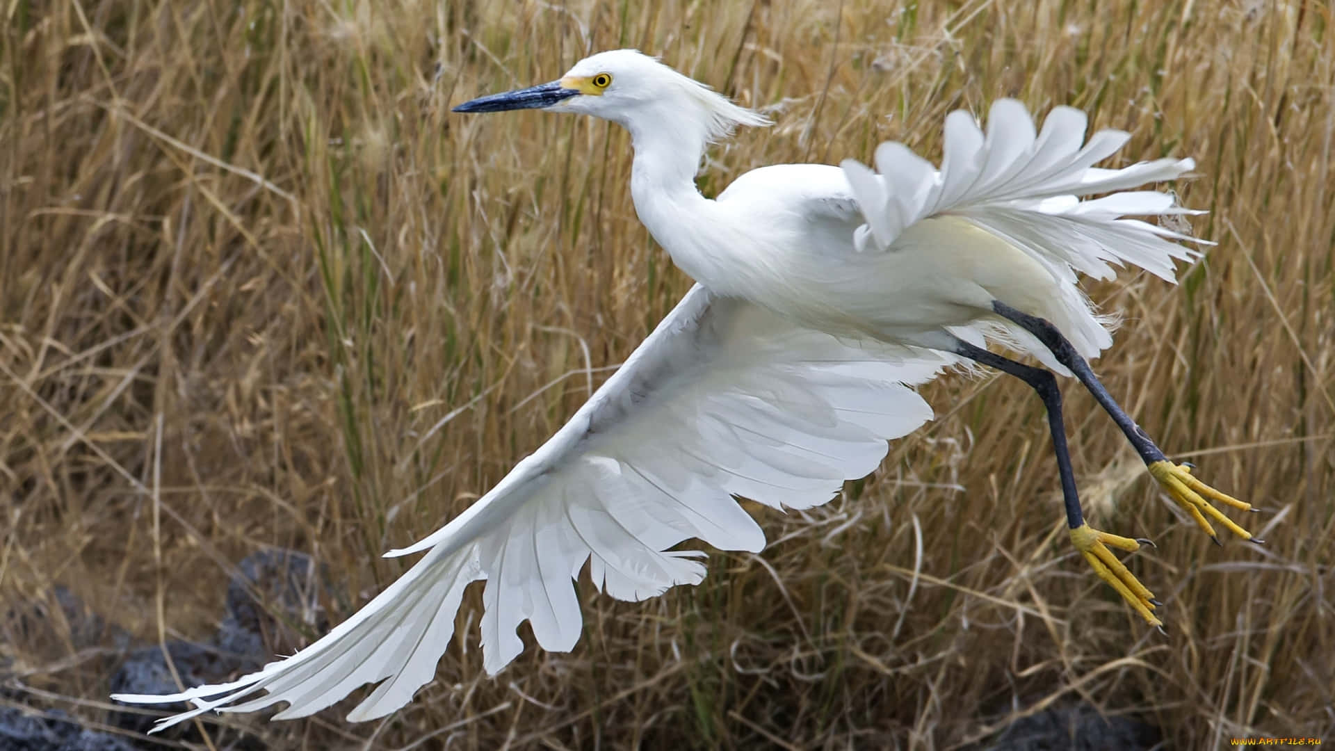 egret, golden grasses, white egret, Full HD Desktop Wallpaper