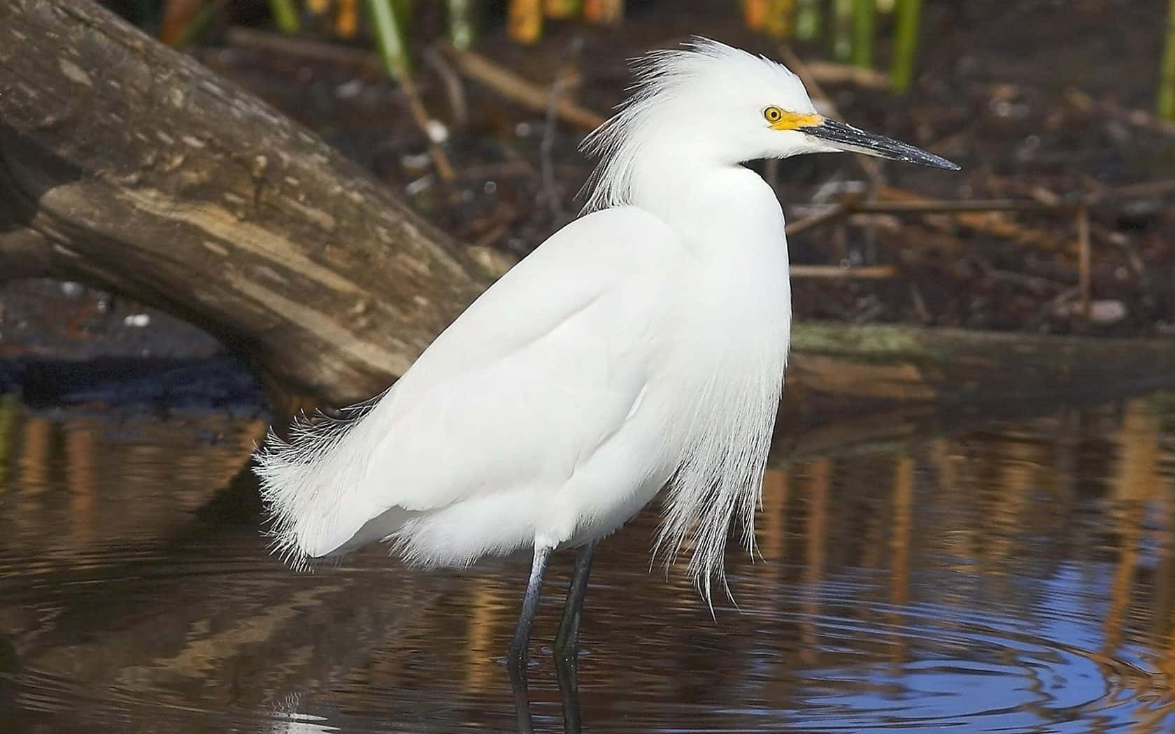 Snowy Egret, shallow water, ripples, HD Desktop Wallpaper