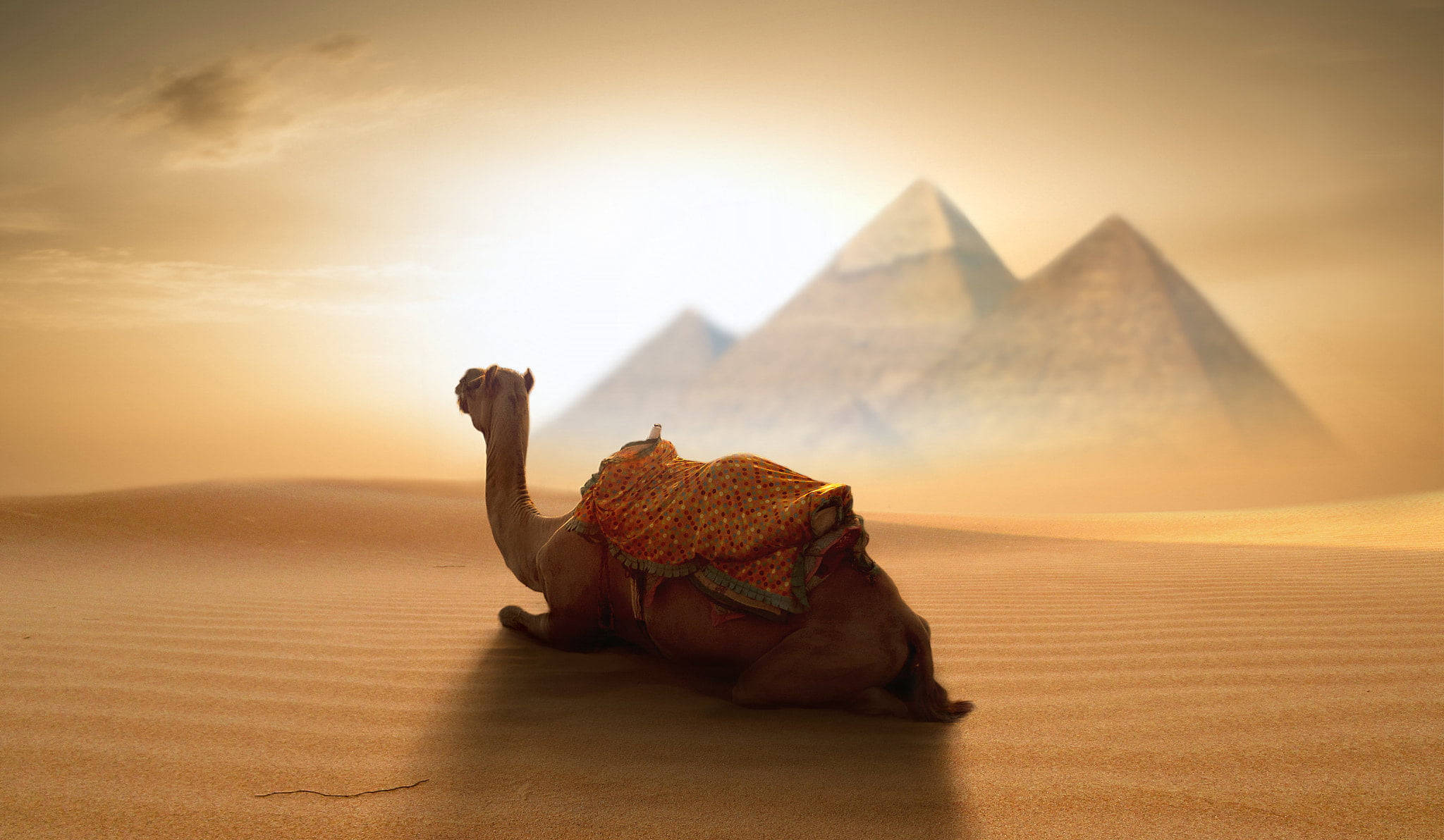 Egypt, desert, camel, Full HD Desktop Wallpaper