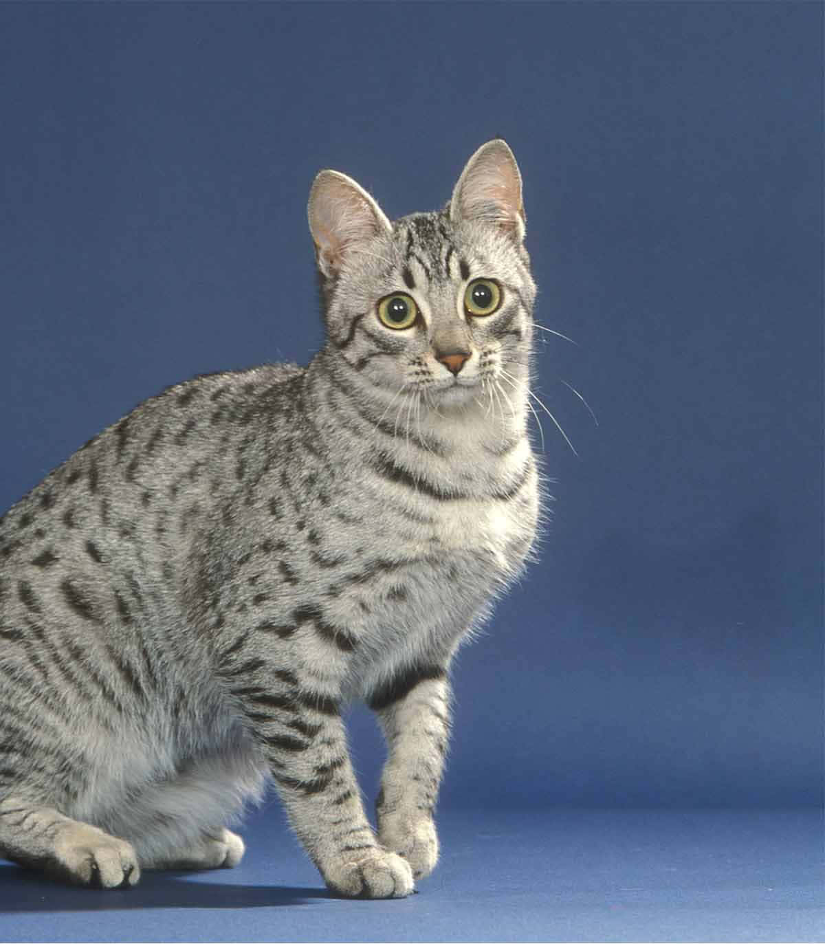 Egyptian Mau, silver tabby, green eyes, HD Phone Wallpaper