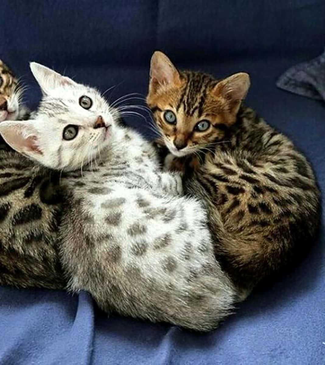 Egyptian Mau, three adorable spotted kittens, soft blue blanket, SD Phone Wallpaper