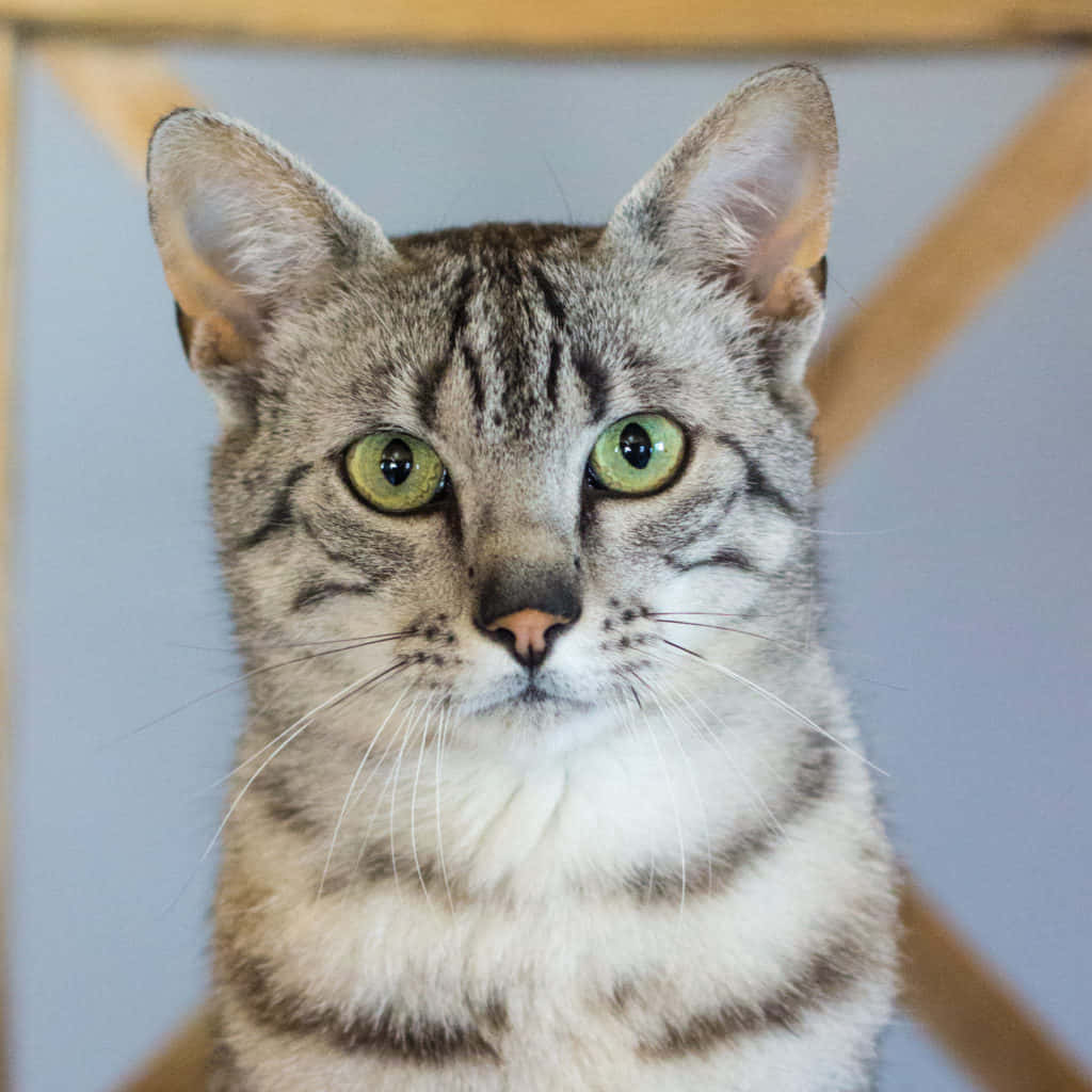 Egyptian Mau, tabby cat, green eyes, SD Desktop Wallpaper