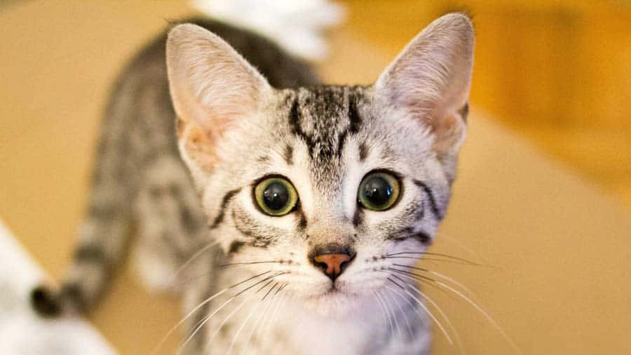 Egyptian Mau, tabby kitten, green eyes, SD Desktop Wallpaper
