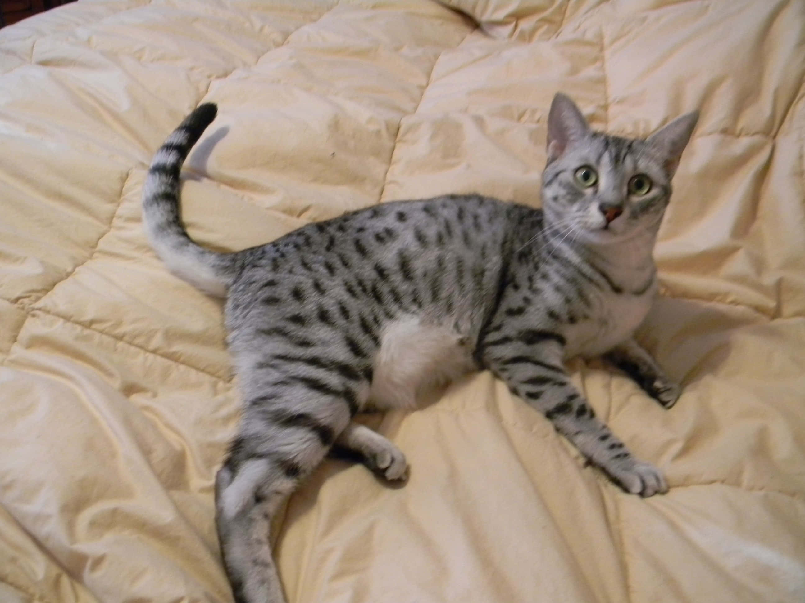 Egyptian Mau, silver spotted cat, beige comforter, 2K Desktop Wallpaper