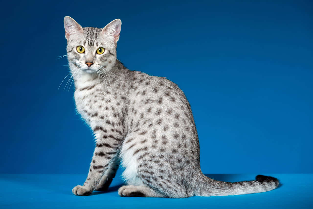 Egyptian Mau, silver, yellow eyes, HD Desktop Wallpaper