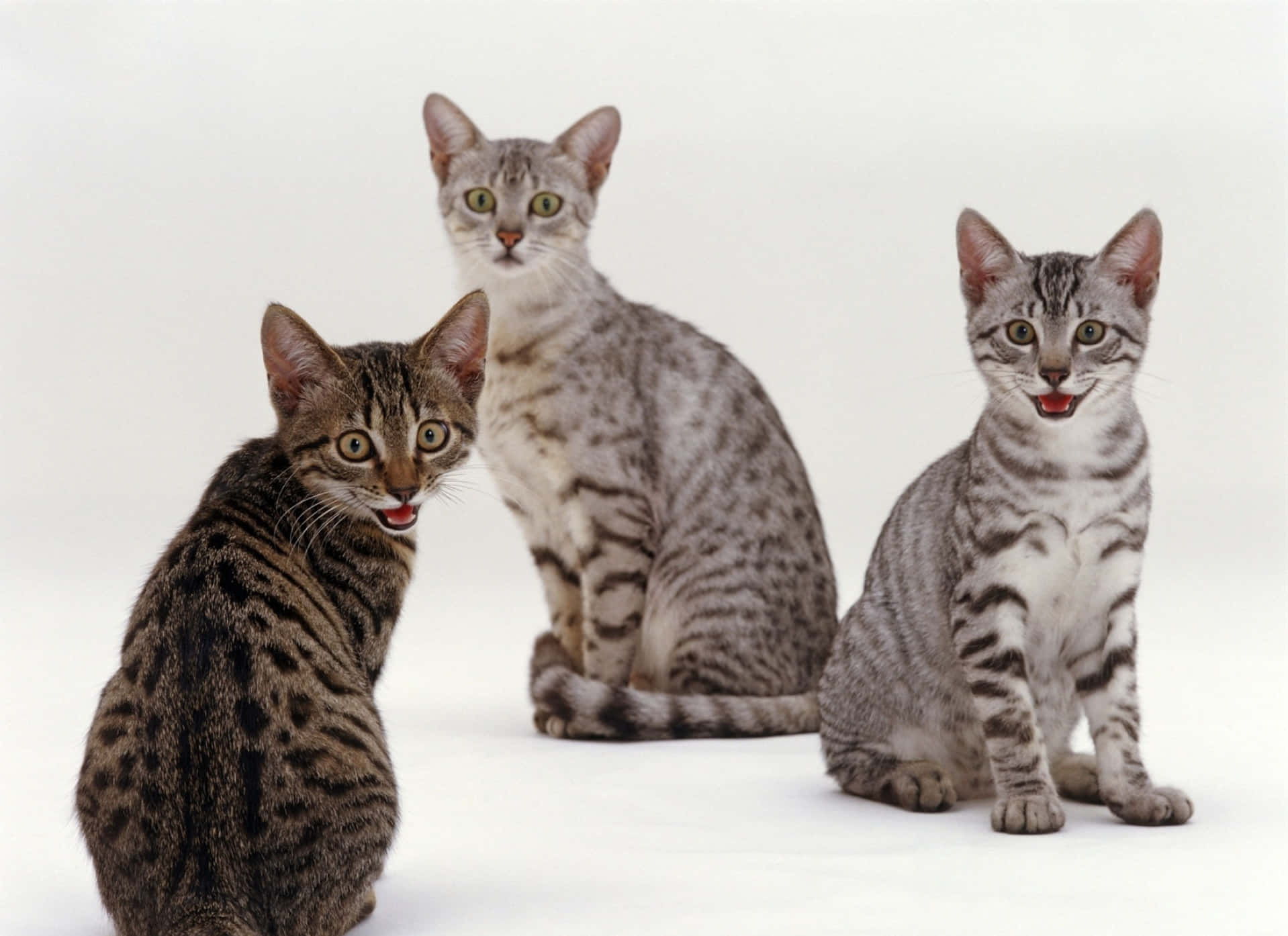 Egyptian Mau, green eyes, tabby cats, HD Desktop Wallpaper