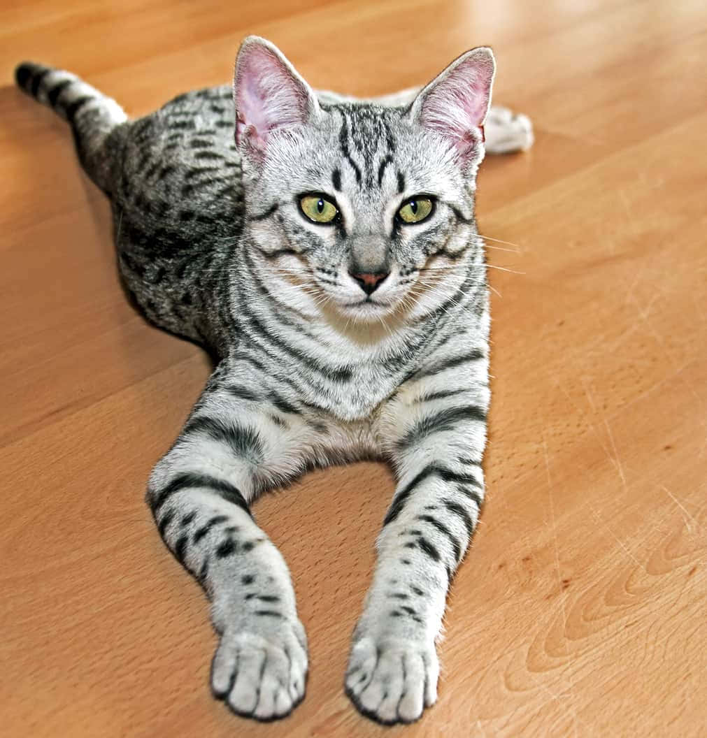 Egyptian Mau, silver tabby, green eyes, SD Phone Wallpaper