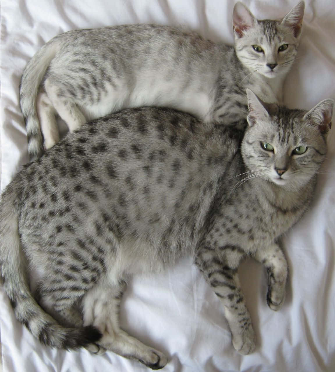 Egyptian Mau, silver spotted cats, white rumpled bedsheet, HD Phone Wallpaper