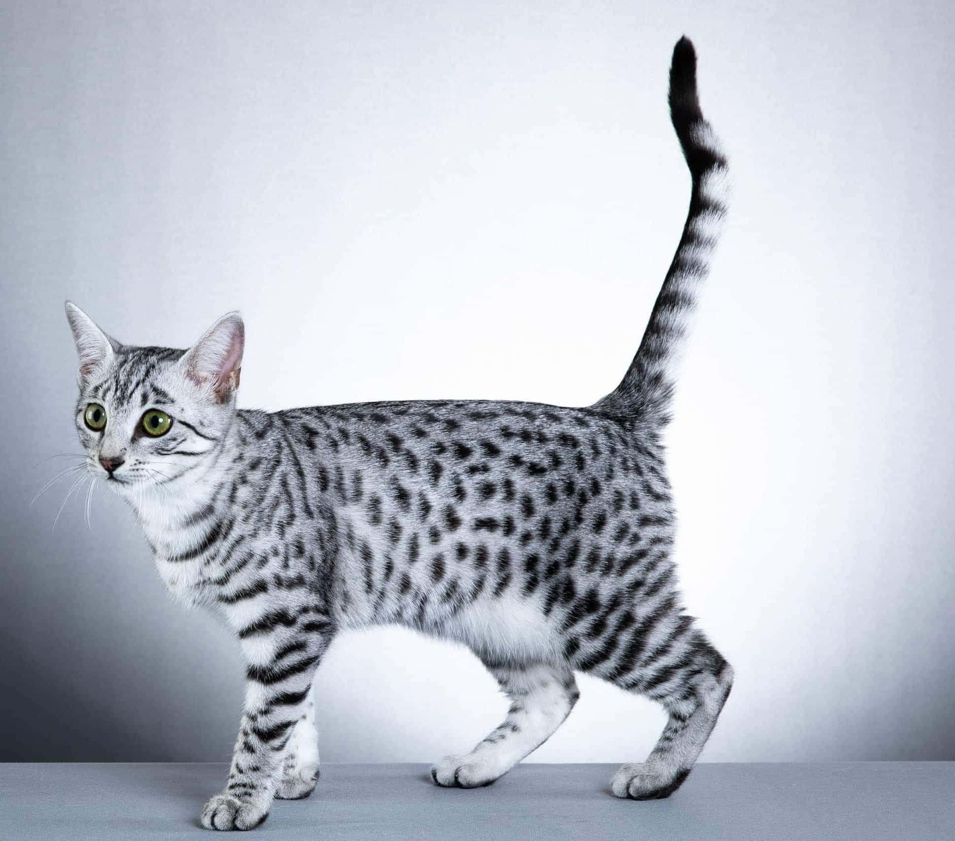 Egyptian Mau, silver spotted cat, green eyes, Full HD Desktop Wallpaper