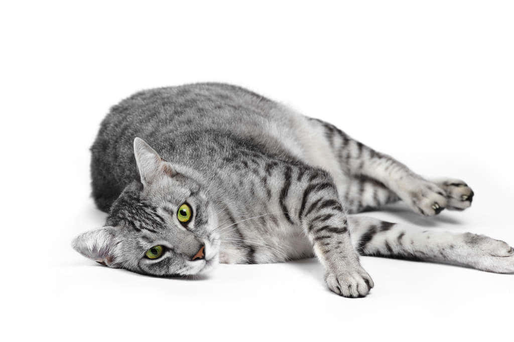 Egyptian Mau, silver tabby, green eyes, SD Desktop Wallpaper