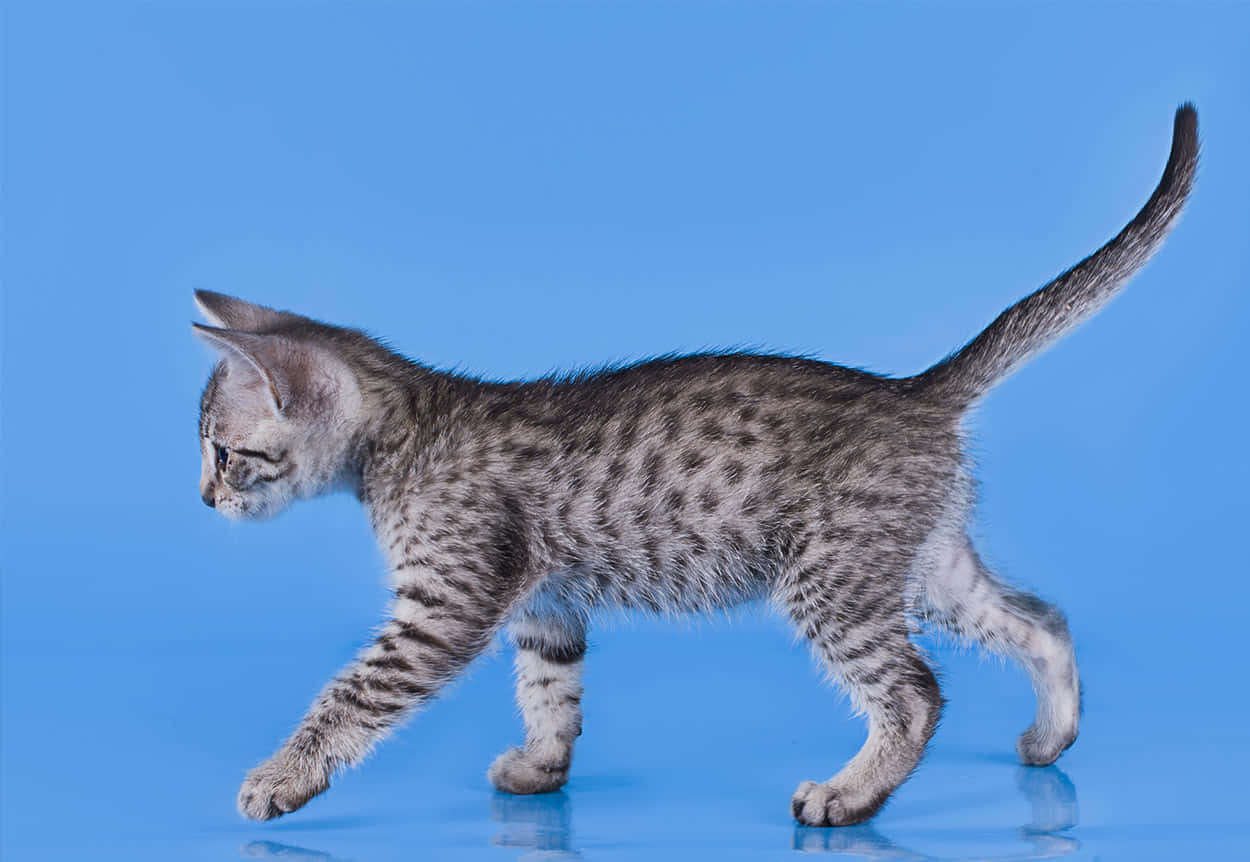 Egyptian Mau, silver, green eyes, SD Desktop Wallpaper