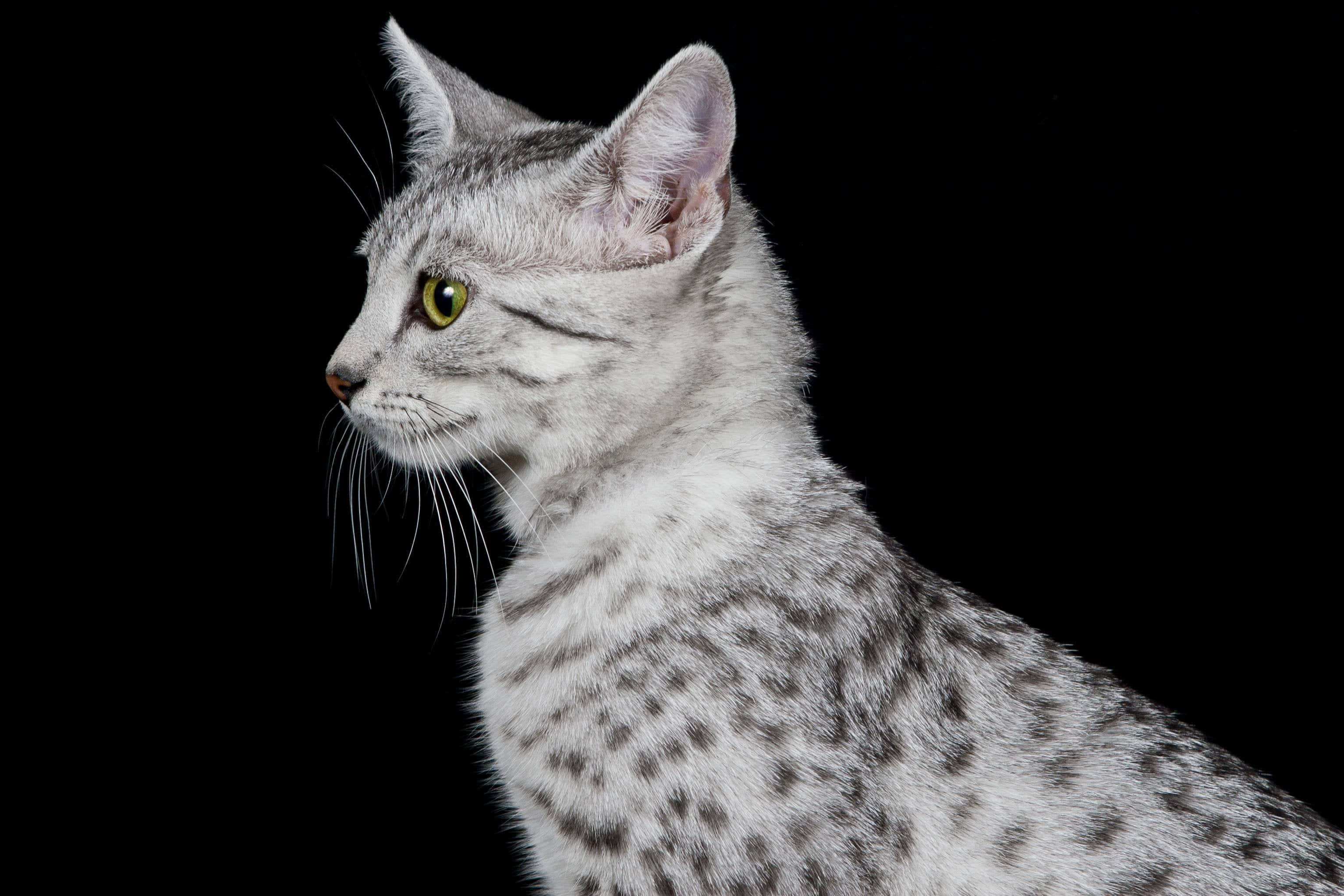 Egyptian Mau, silver spotted cat, yellow eyes, 2K Desktop Wallpaper