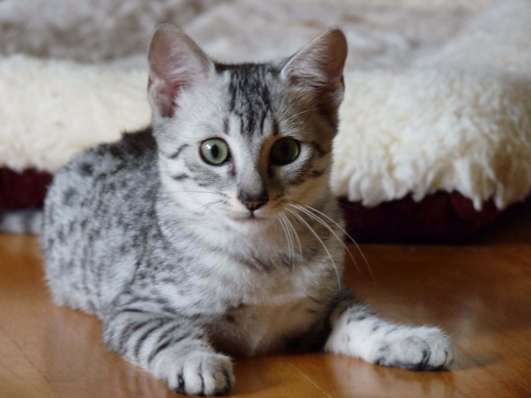 Egyptian Mau, silver tabby, green eyes, Full HD Desktop Wallpaper