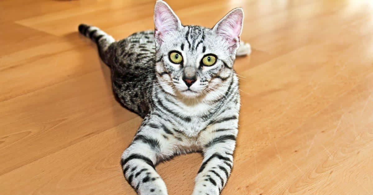Egyptian Mau, silver tabby, green eyes, SD Desktop Wallpaper