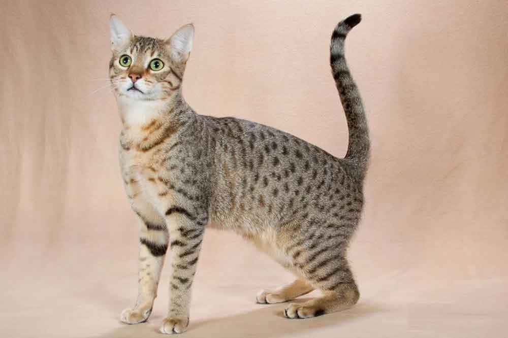 Egyptian Mau, striking green eyes, sleek spotted cat, SD Desktop Wallpaper