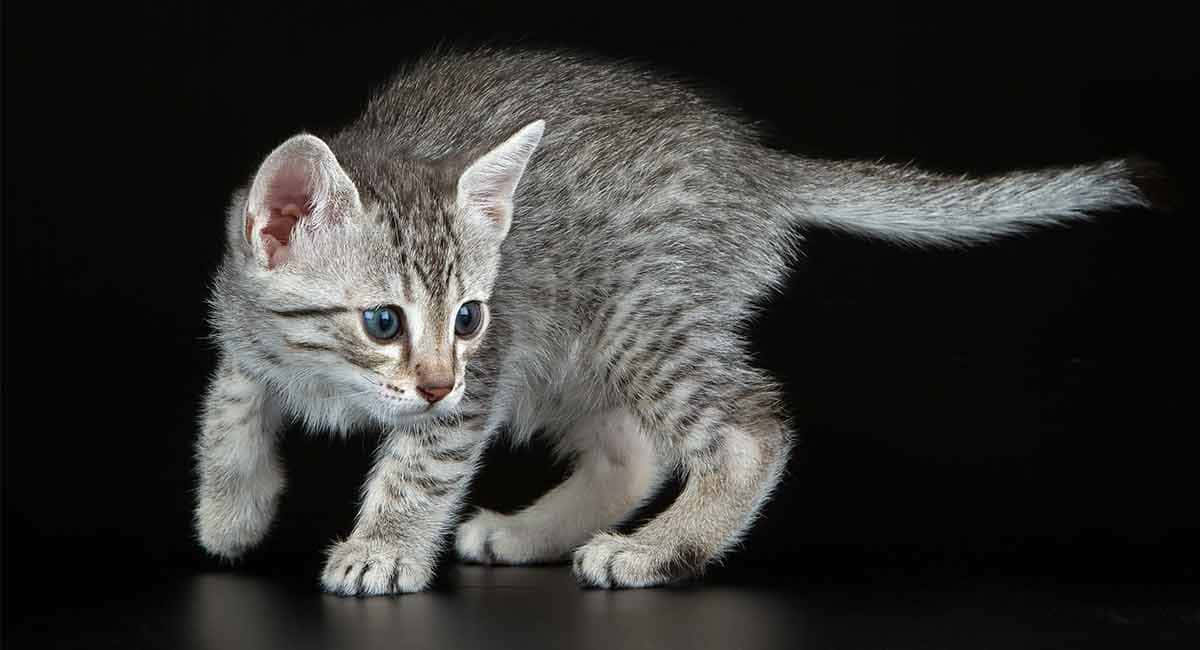 Egyptian Mau, silver tabby, blue eyes, SD Desktop Wallpaper