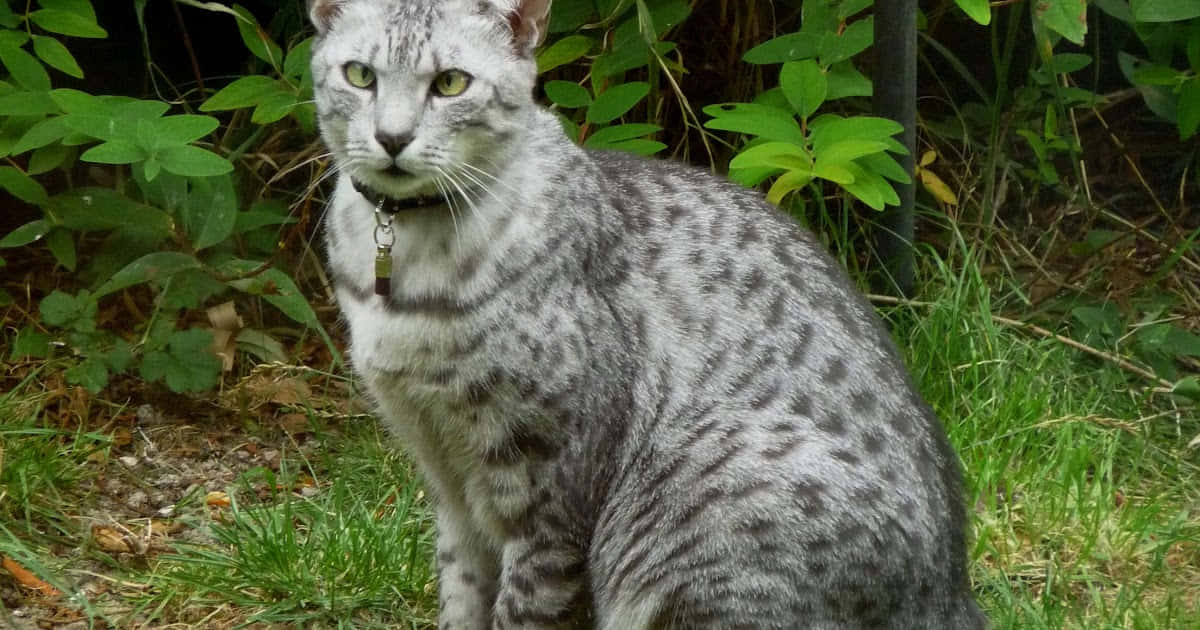 Egyptian Mau, silver spotted, green eyes, SD Desktop Wallpaper