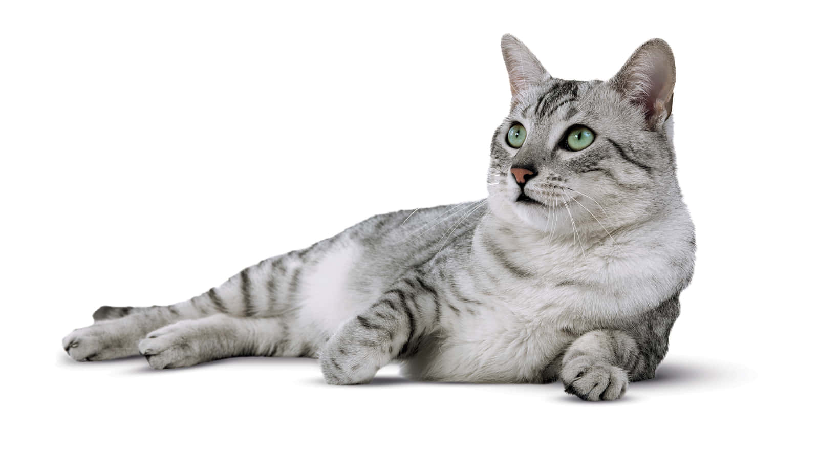 Egyptian Mau, silver tabby, green eyes, HD Desktop Wallpaper