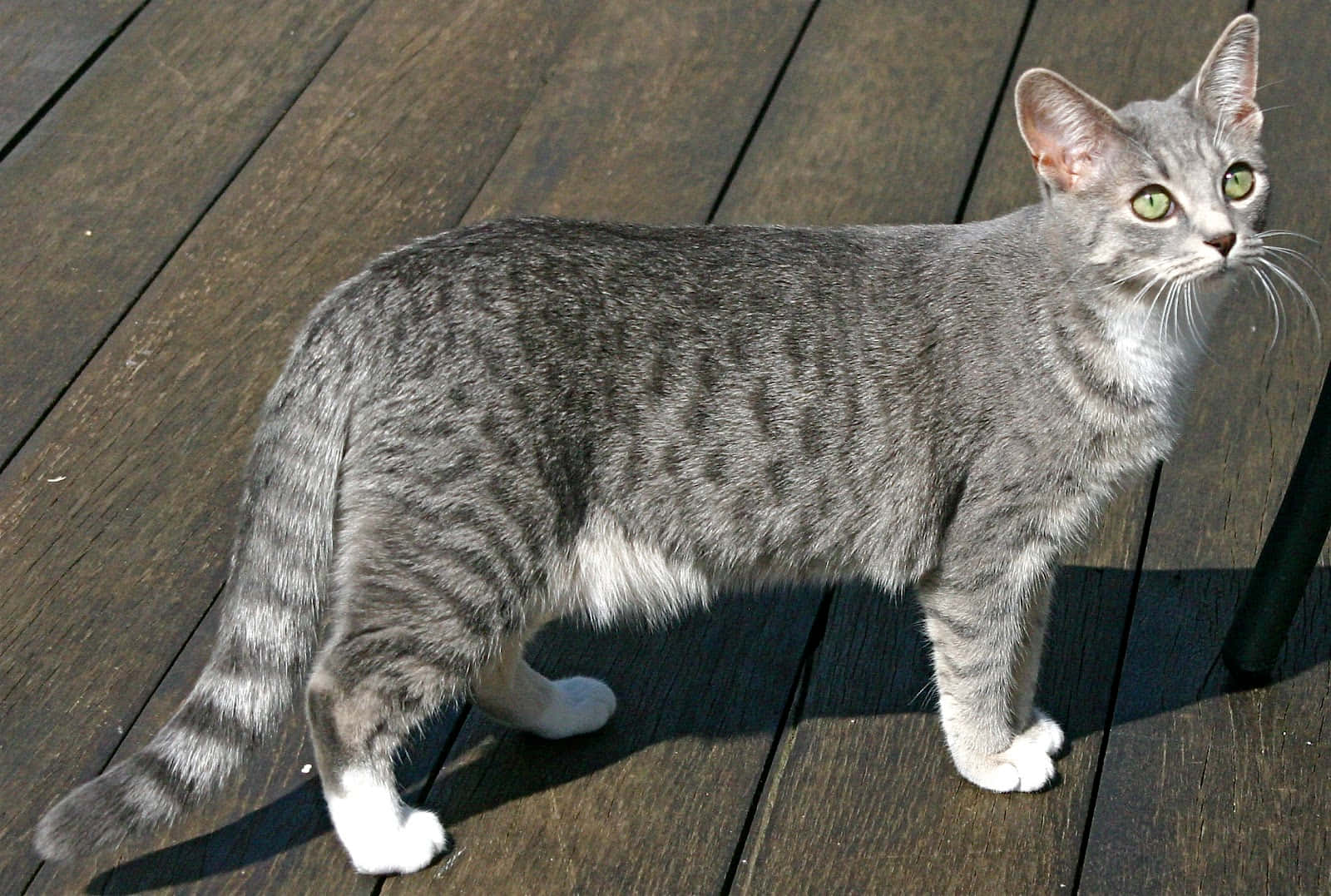 Egyptian Mau, silver tabby, green eyes, HD Desktop Wallpaper
