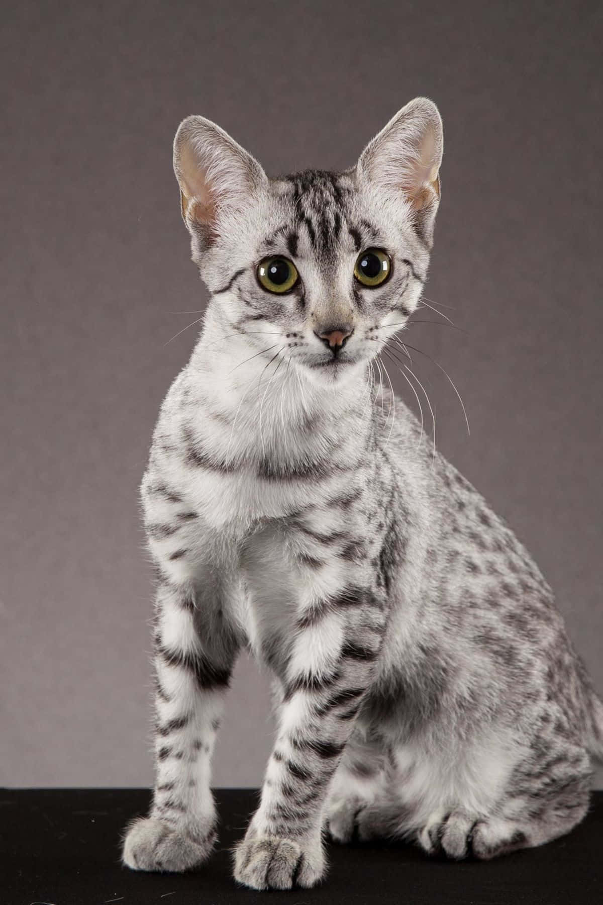 Egyptian Mau, silver spotted, green eyes, HD Phone Wallpaper