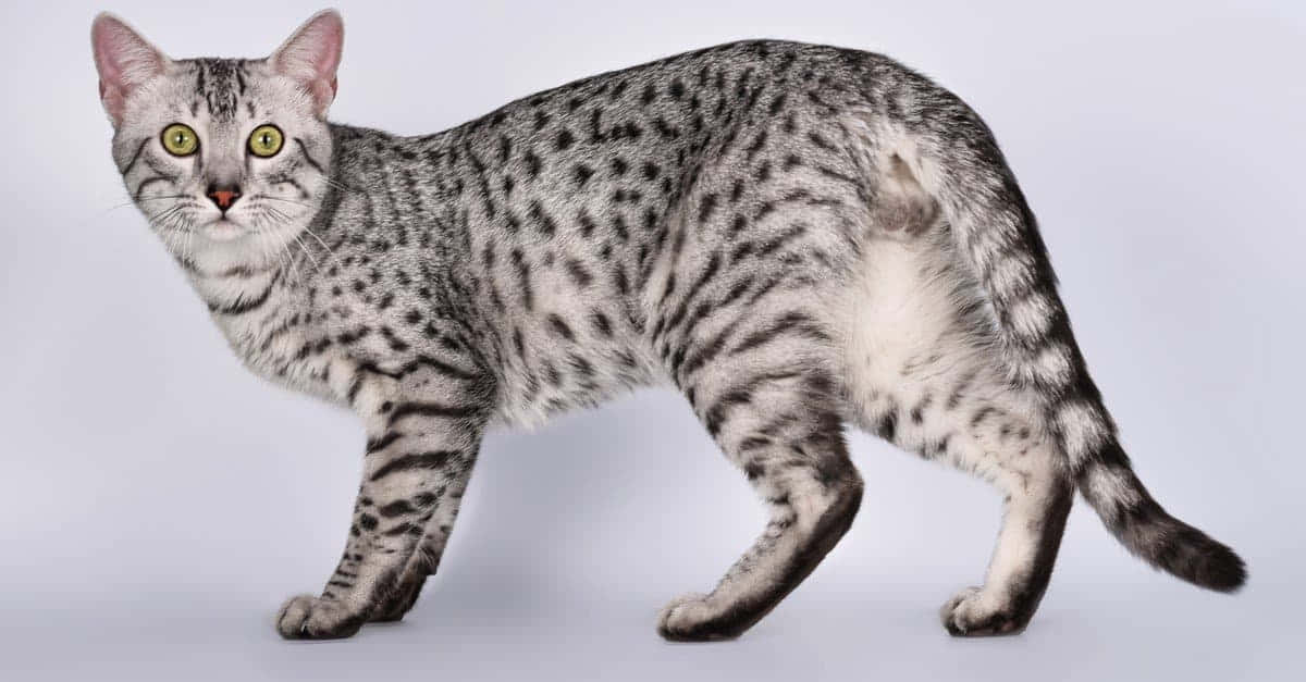 Egyptian Mau, silver spotted, green eyes, SD Desktop Wallpaper