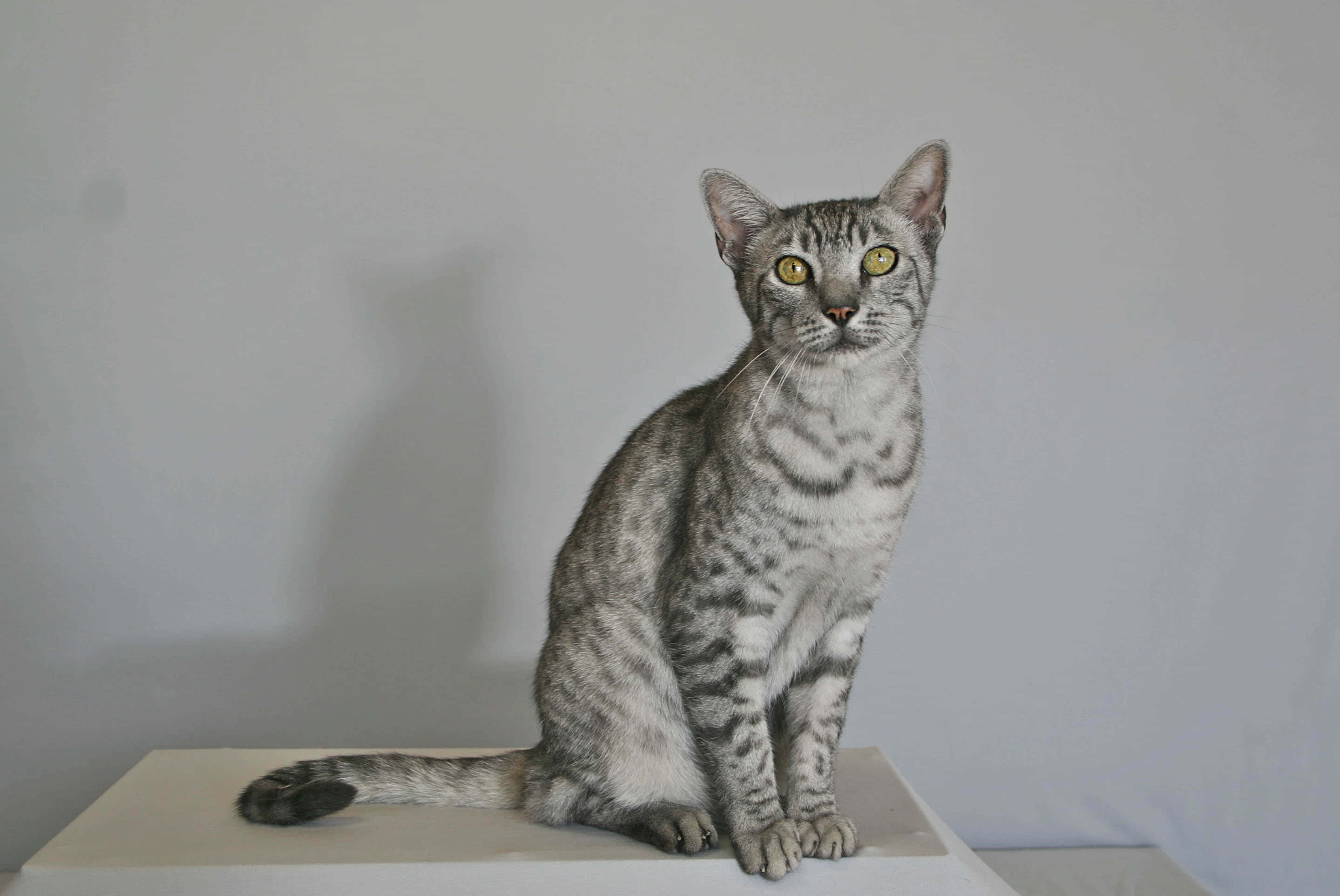 Egyptian Mau, silver tabby, yellow eyes, 2K Desktop Wallpaper