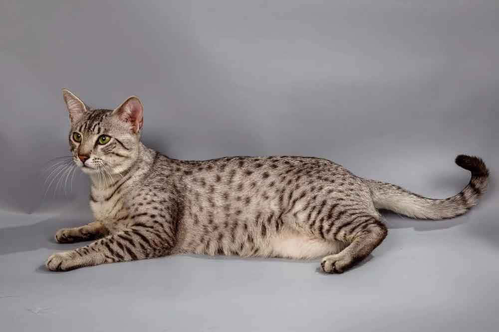 Egyptian Mau, green eyes, sleek spotted cat, SD Desktop Wallpaper