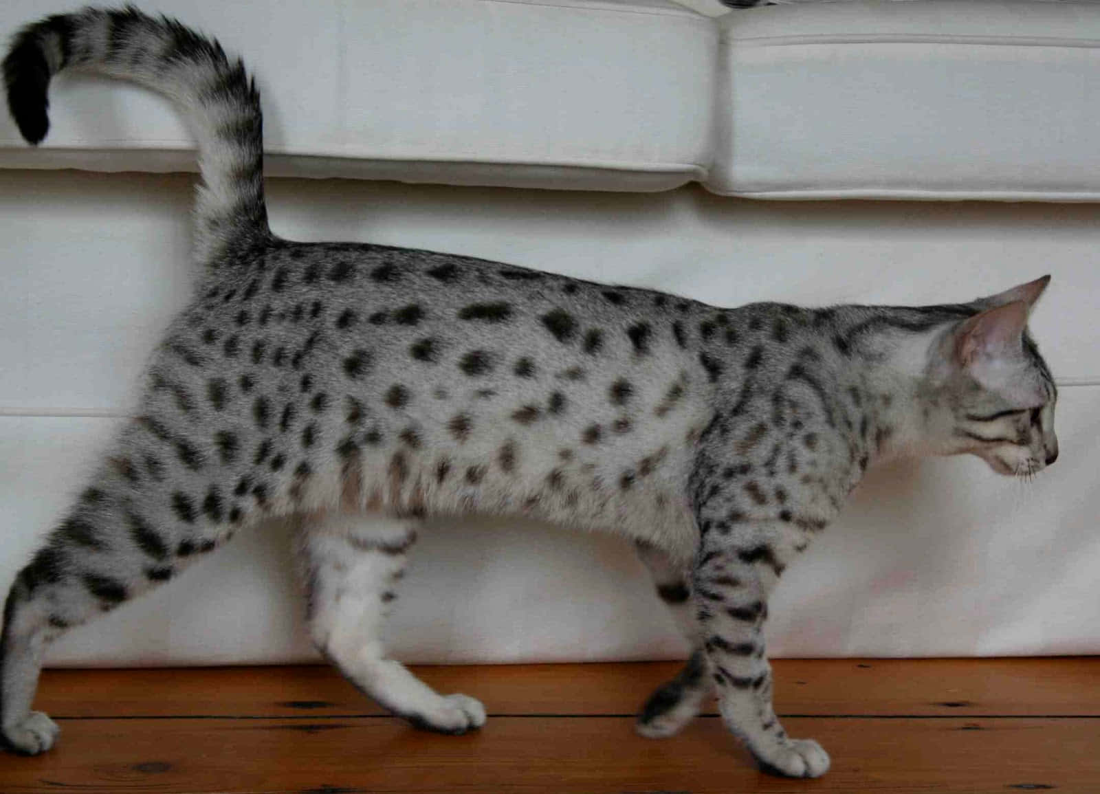 Egyptian Mau, green eyes, white sofa, HD Desktop Wallpaper