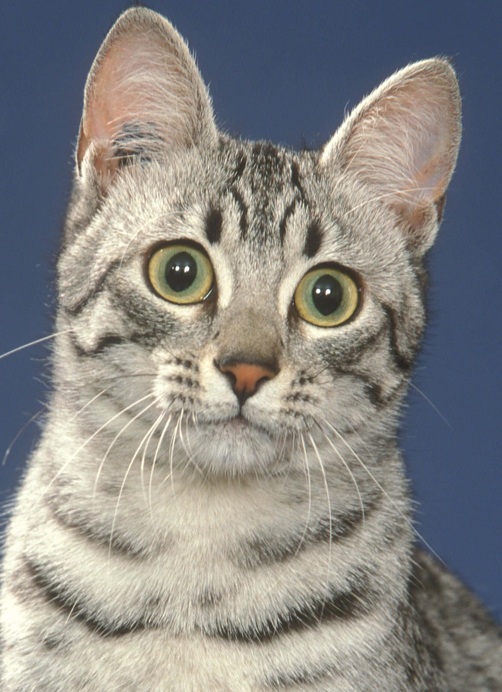Egyptian Mau, tabby cat, striking green eyes, Full HD Phone Wallpaper