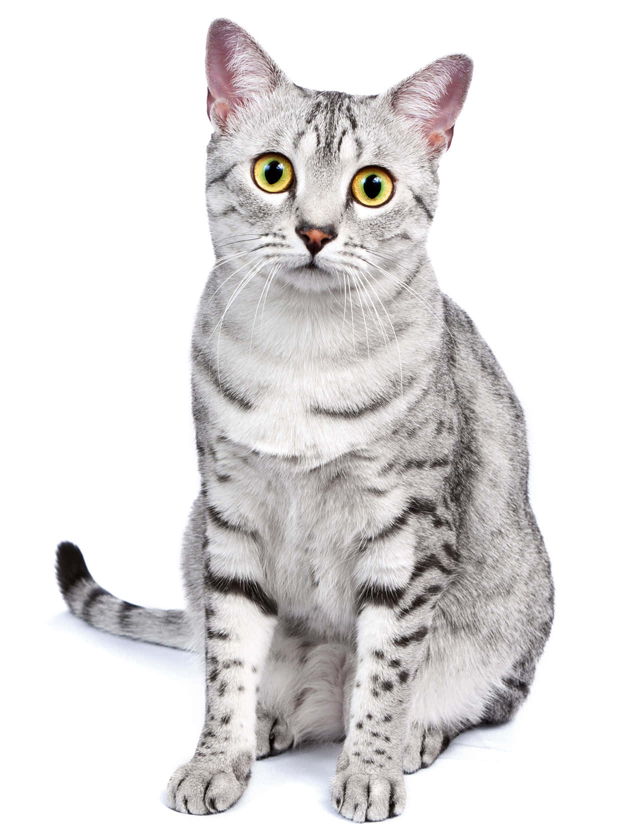 Egyptian Mau, silver tabby, yellow eyes, HD Phone Wallpaper