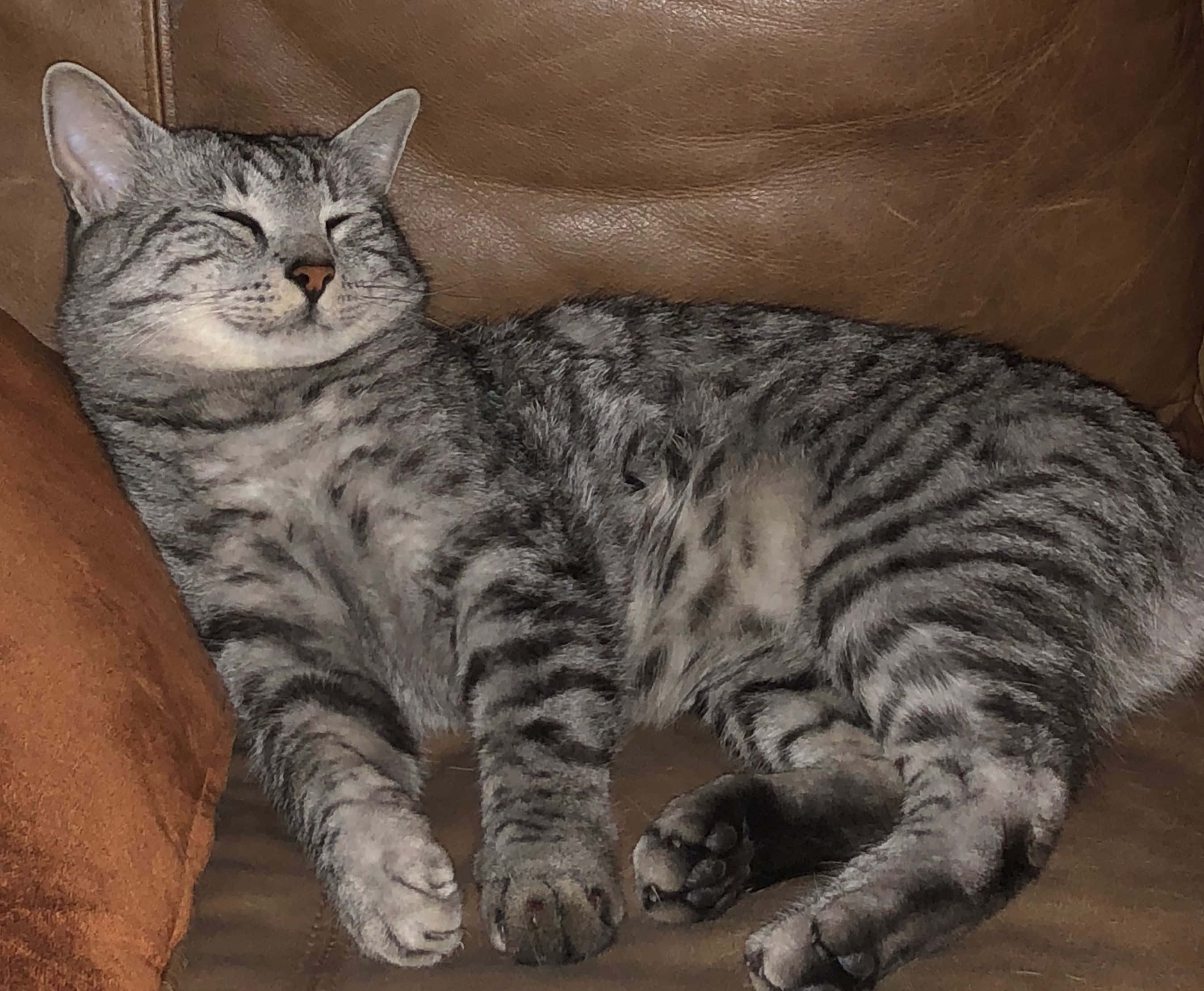 Egyptian Mau, silver tabby, brown leather couch, 2K Desktop Wallpaper