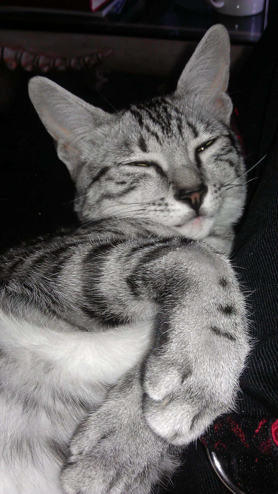 Egyptian Mau, silver tabby, closed eyes, HD Phone Wallpaper