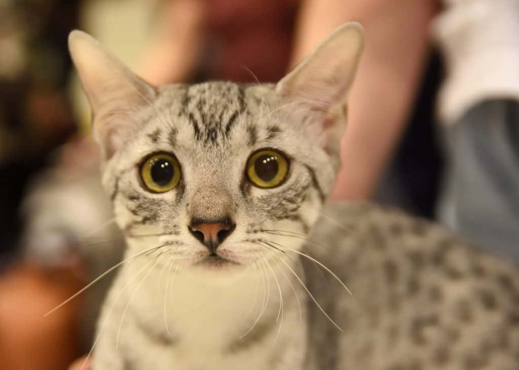 Egyptian Mau, silver, gray tabby, SD Desktop Wallpaper