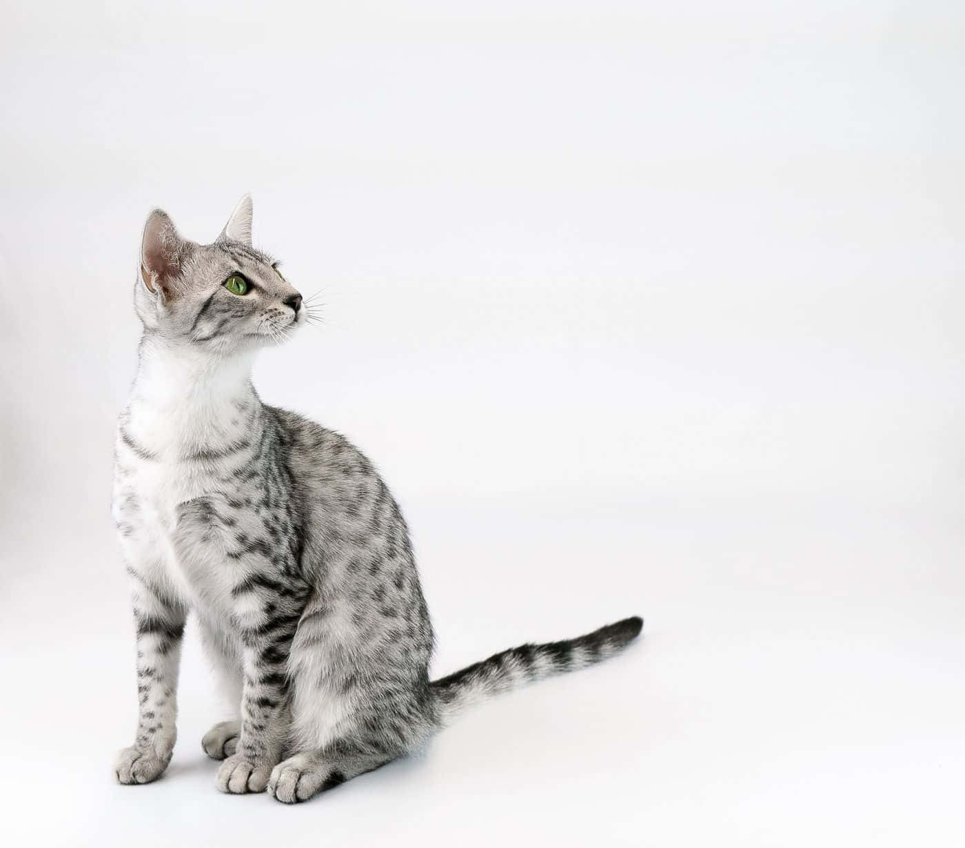Egyptian Mau, silver spotted cat, green eyes, HD Desktop Wallpaper